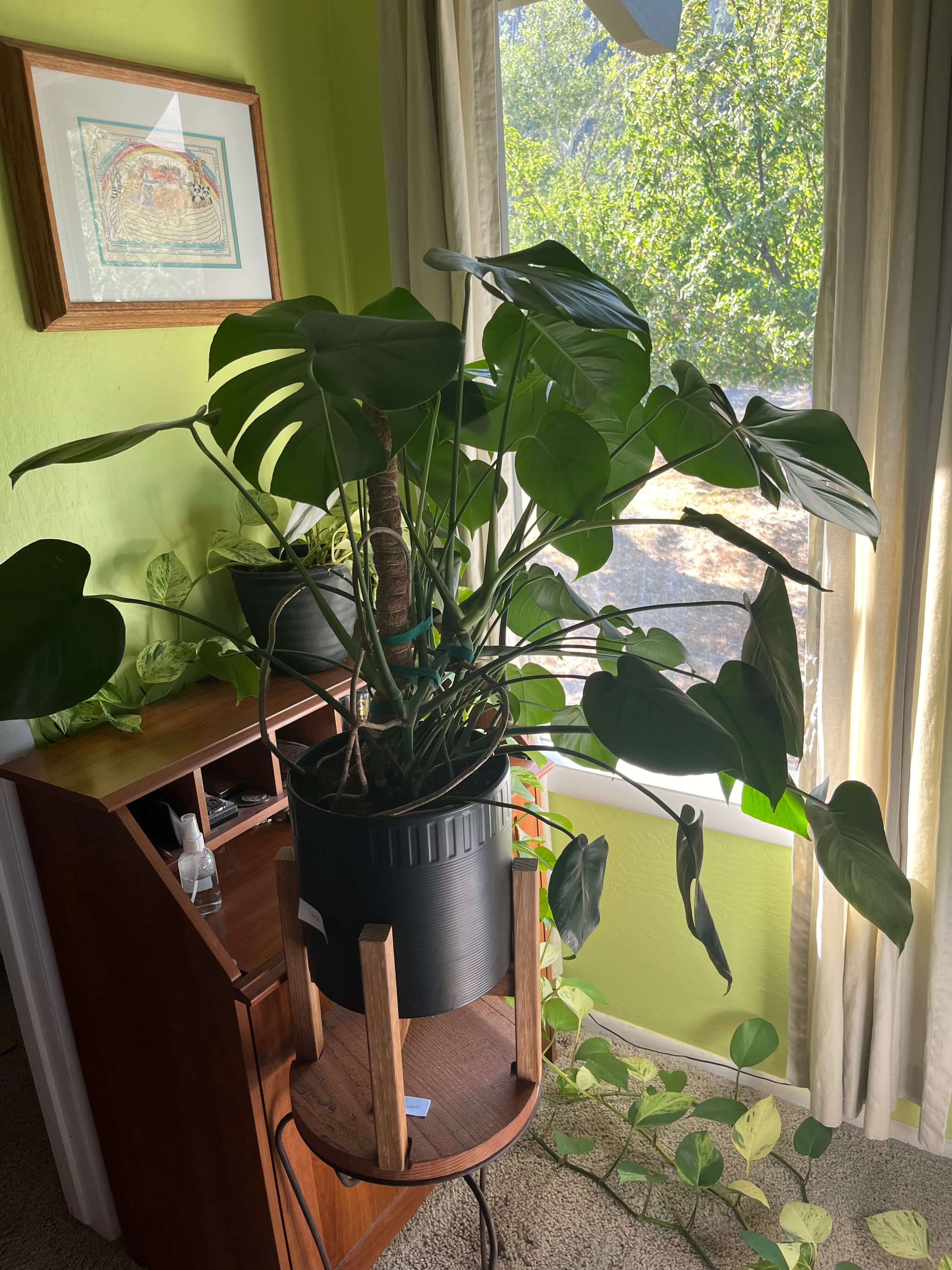 Big Monstera plant in a home with a green wall.