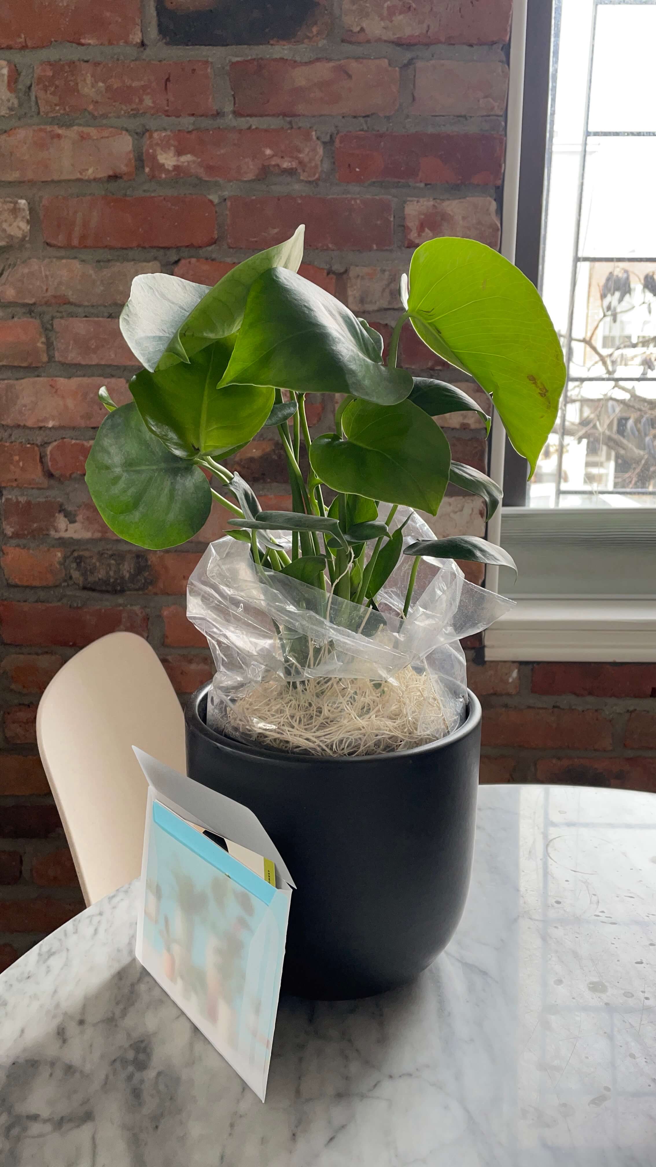 Young Monstera plant against a Brooklyn brick wall.