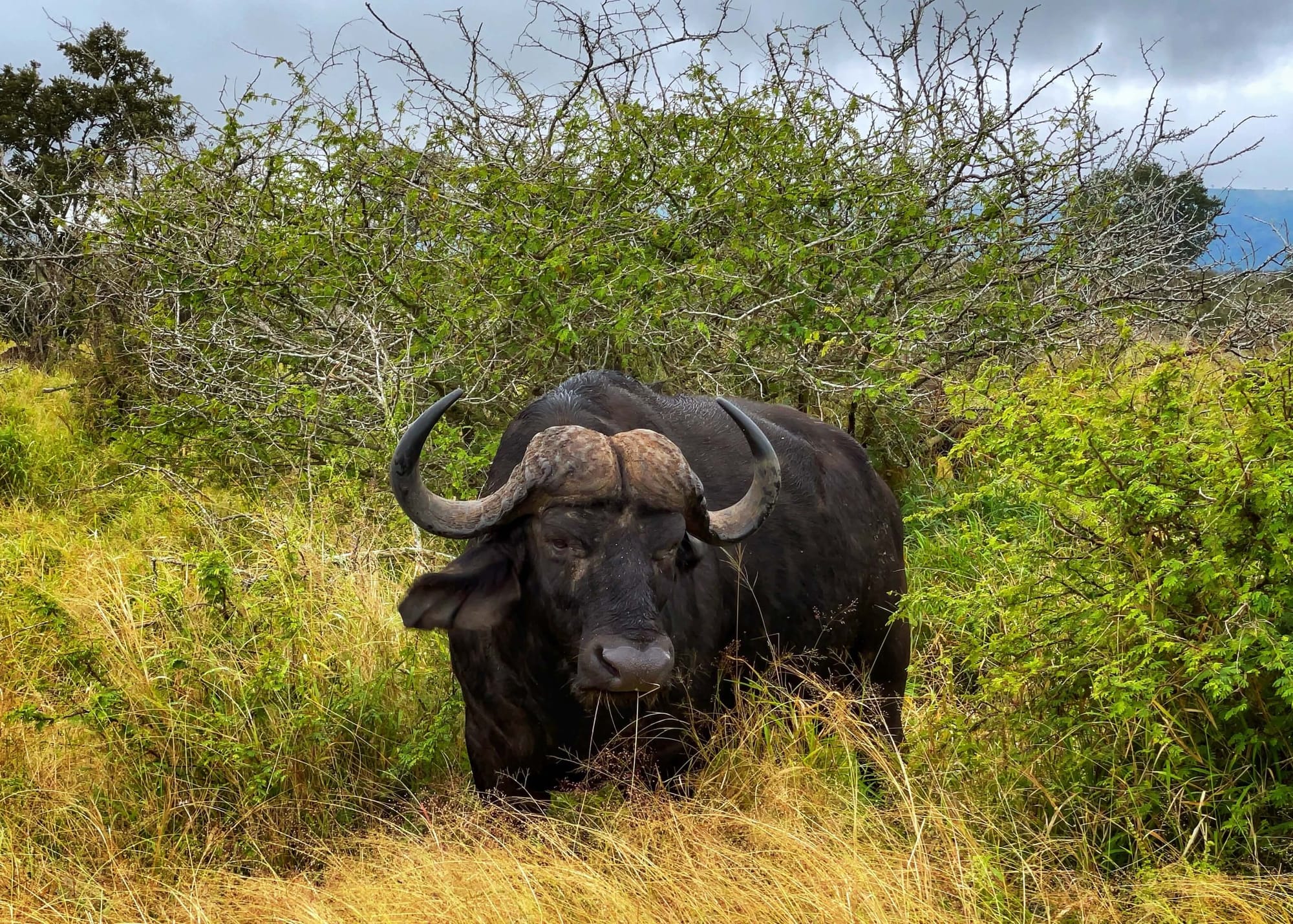 An African Buffalo faces the camera. Tall yellow grasses and green bushes surround it.