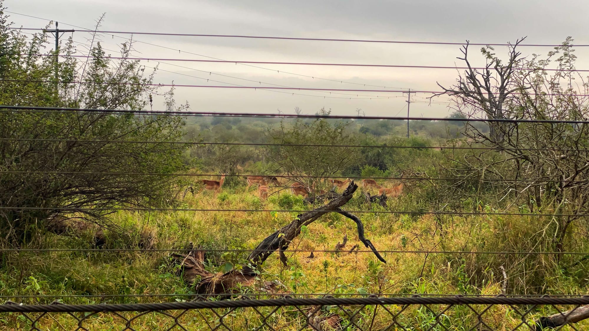 Through the fence are a dozen antelope, grazing.