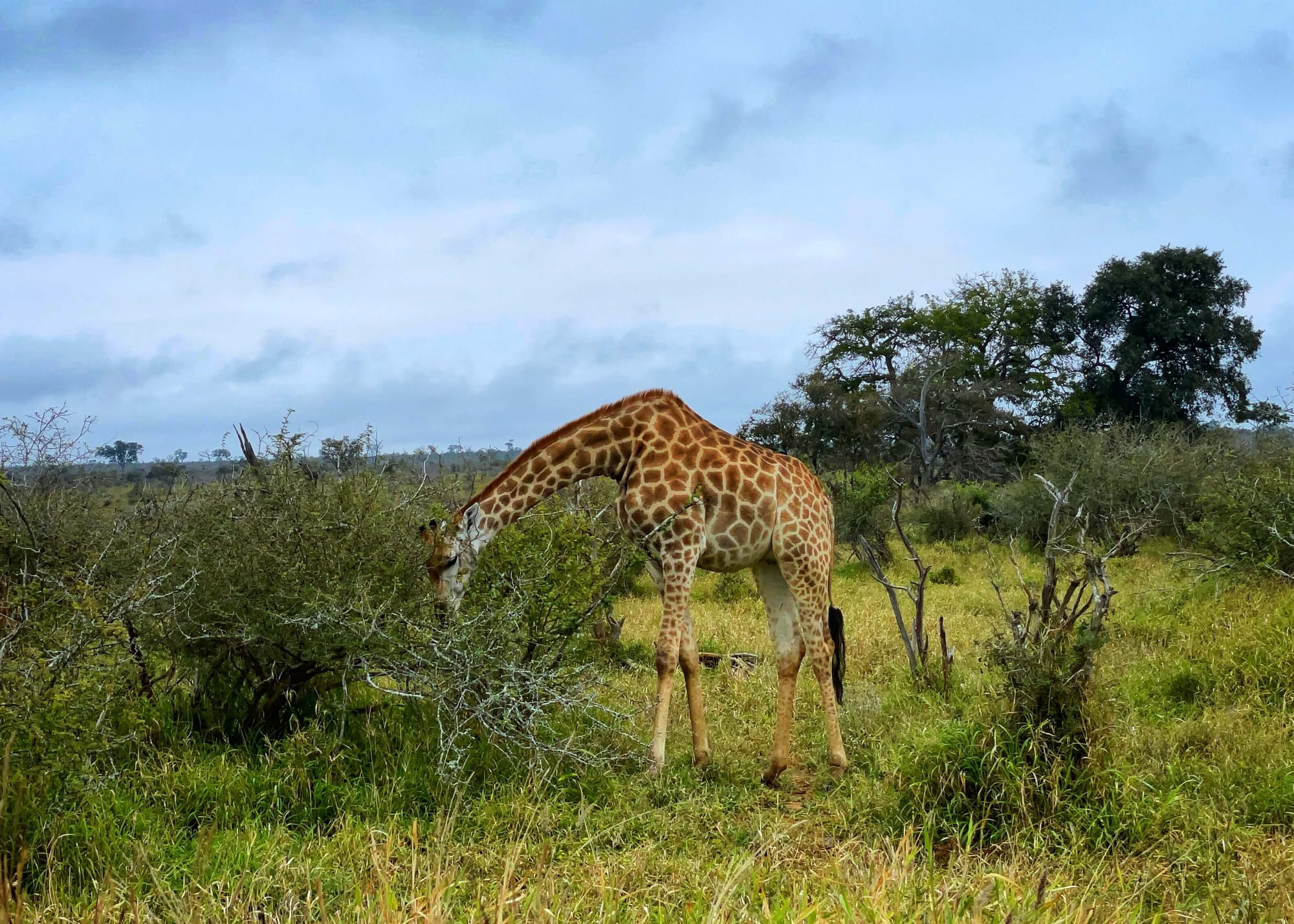 The sky is overcast as a giraffe bends its neck to eat from the bottom of a bush.