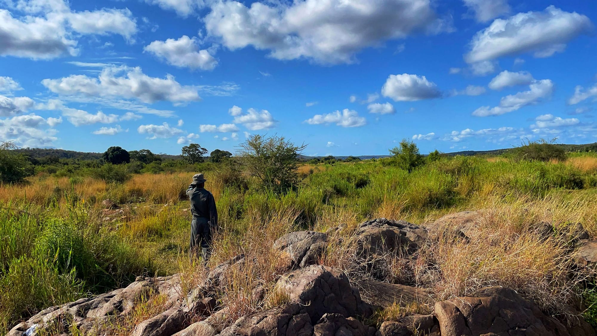 A ranger looks out over tall grasses under a blue sky.