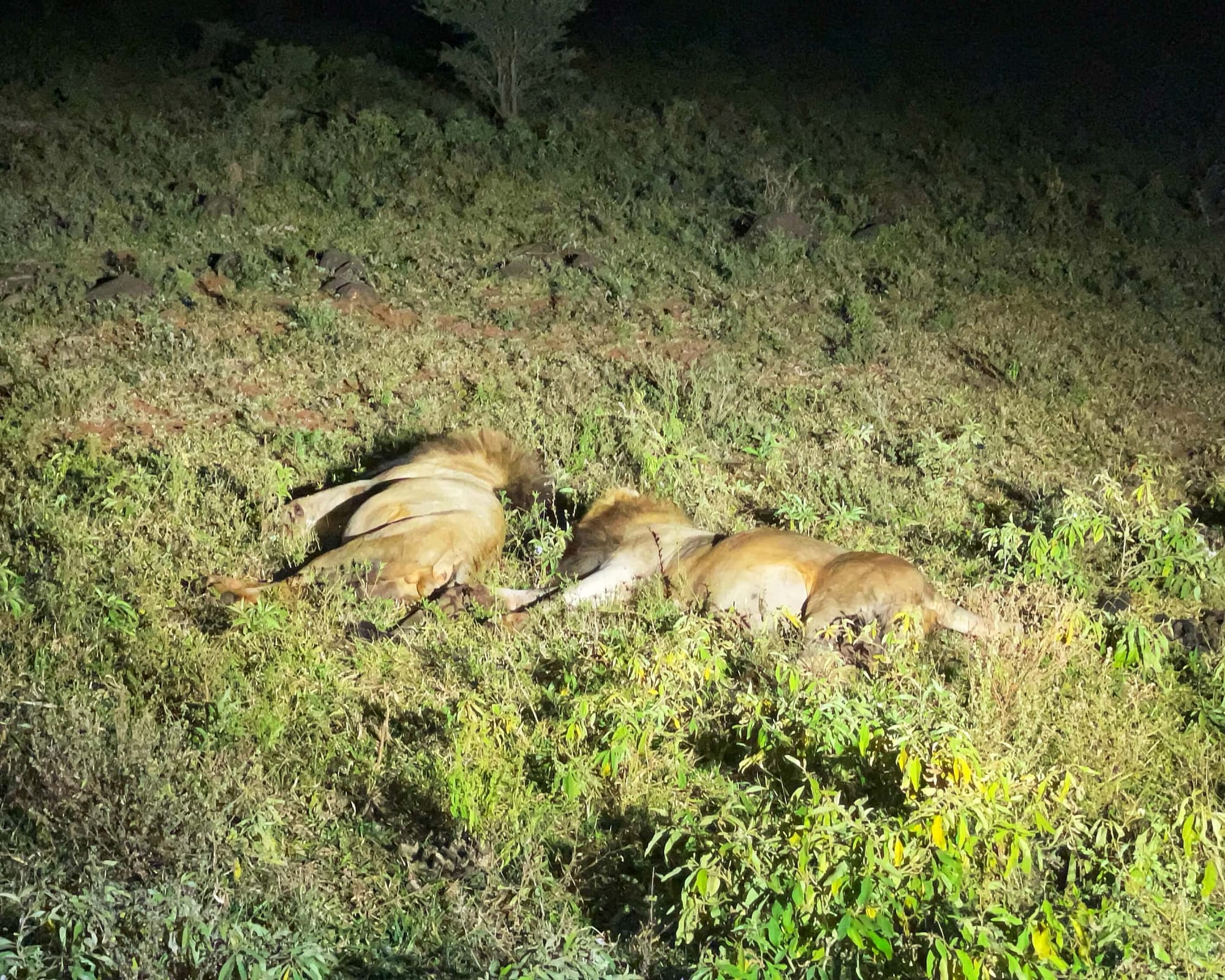 The bodies of two male lions, distinguished by their manes, lie in the grass, sleeping. It is night and they are illuminated by a spotlight.