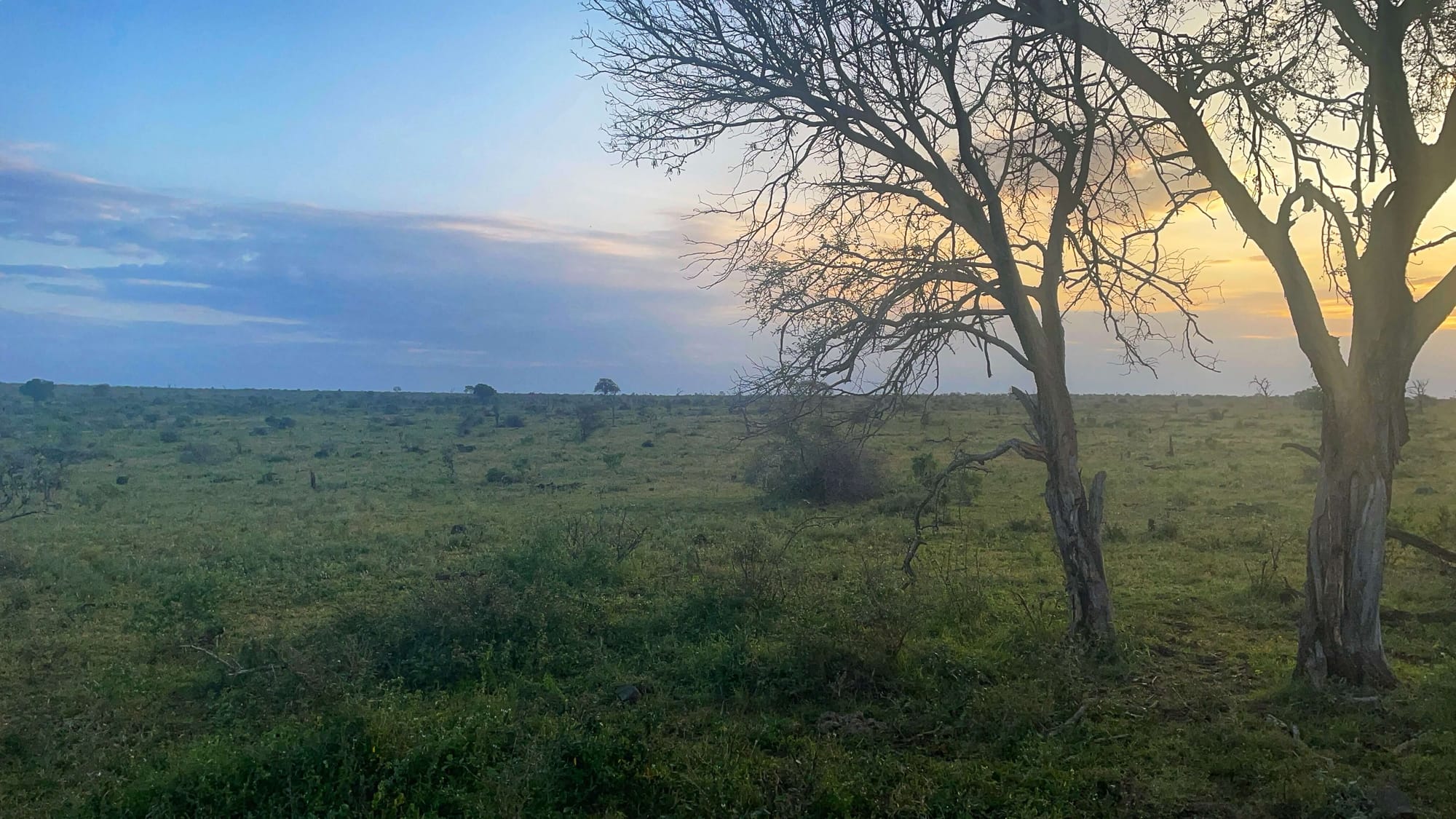 Dusk on a lush green landscape in Kruger National Park.