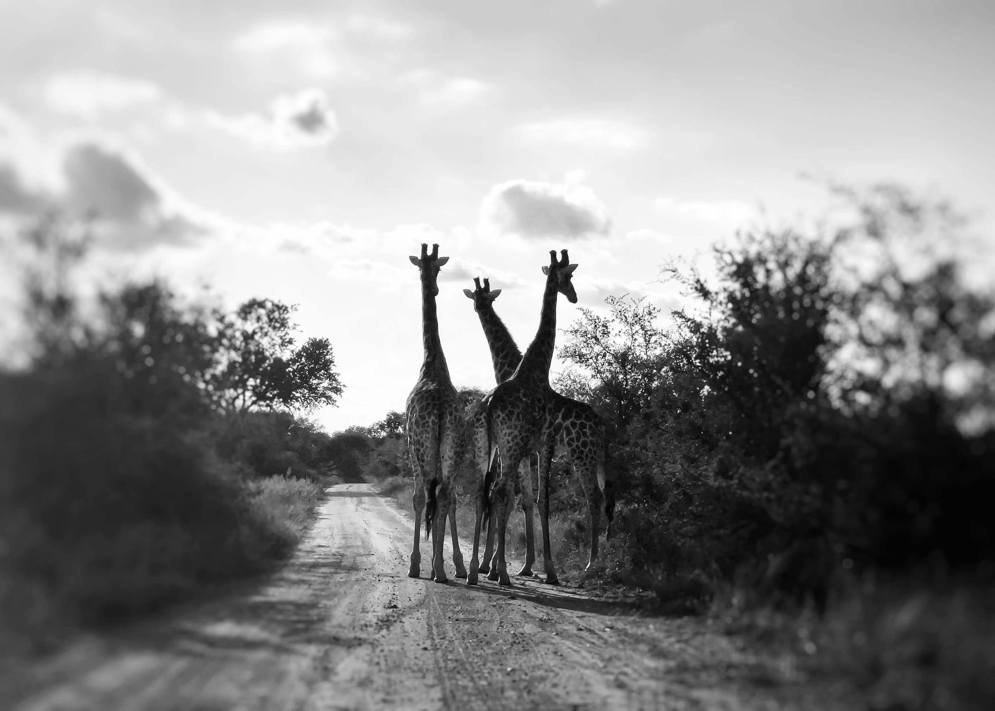 Three giraffes in black and white on a dirt road at a distance.