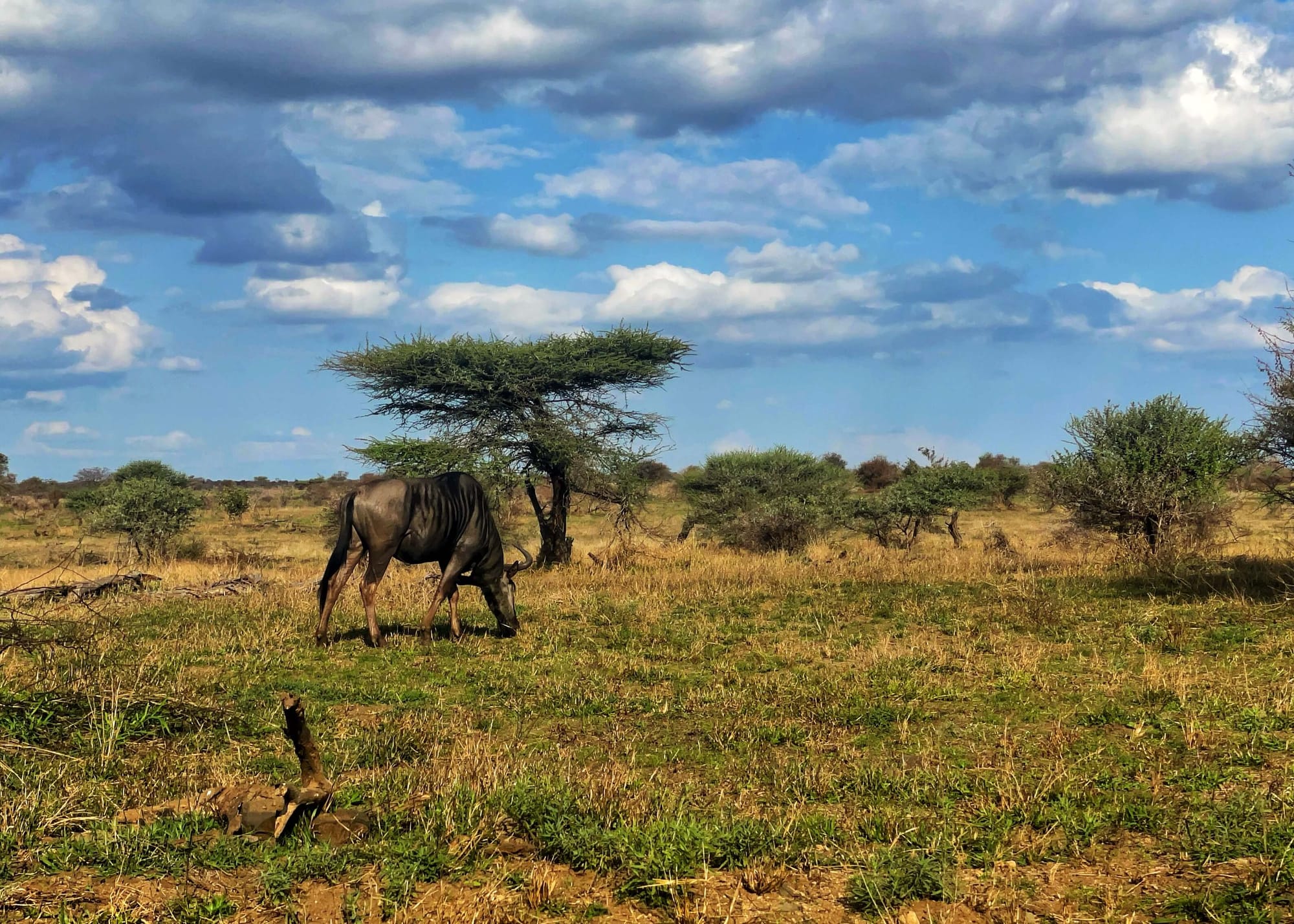 A dark brown wildebeest, which looks like a mule with horns, eats among yellow and green grasses. Behind him is a tree with flat shrubs.