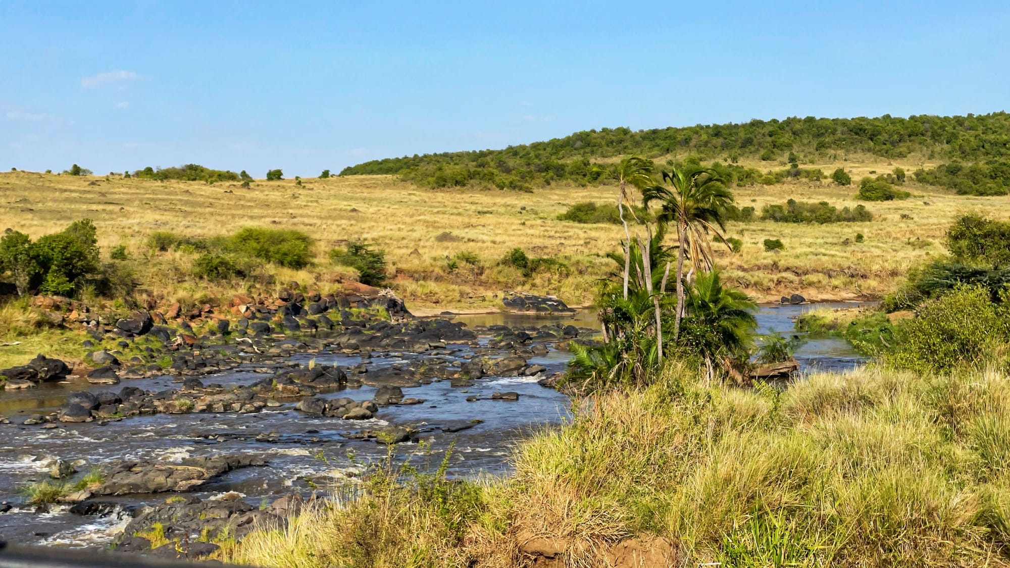 Black rocks interrupt the flow of the Mara River, which is surrounded by yellow grasses and a few green bushes.