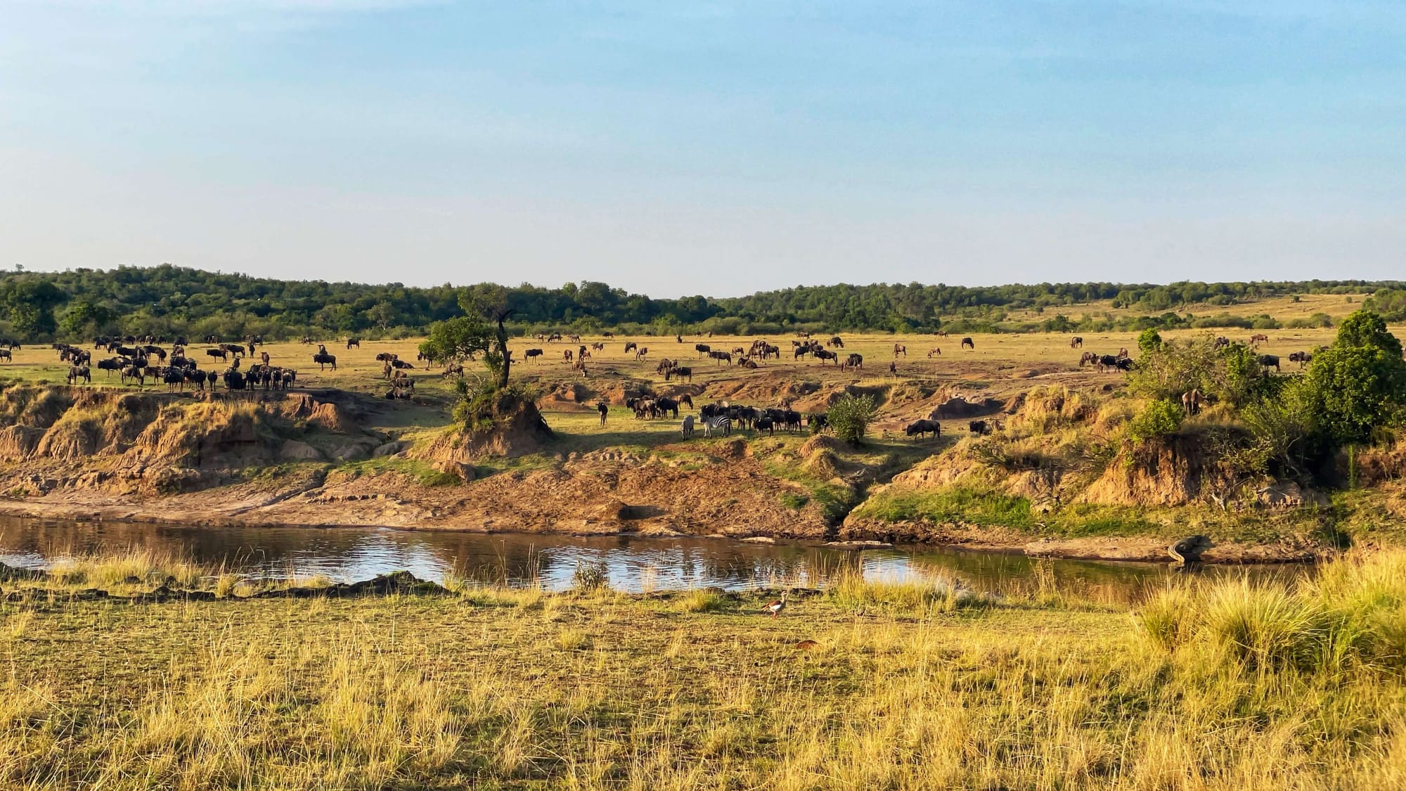 Hundreds of wildebeest and a handful of zebras stand along the bank of the Mara River.