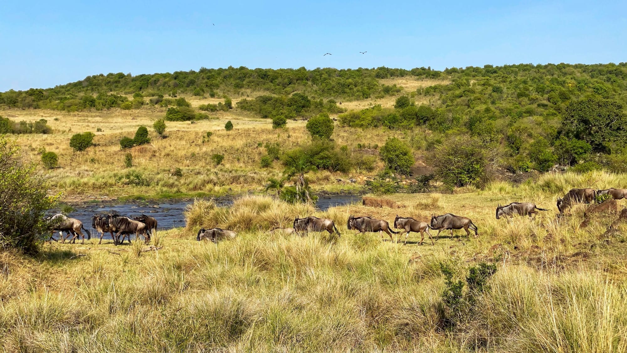 Wildebeest run back toward the river in a single file line.
