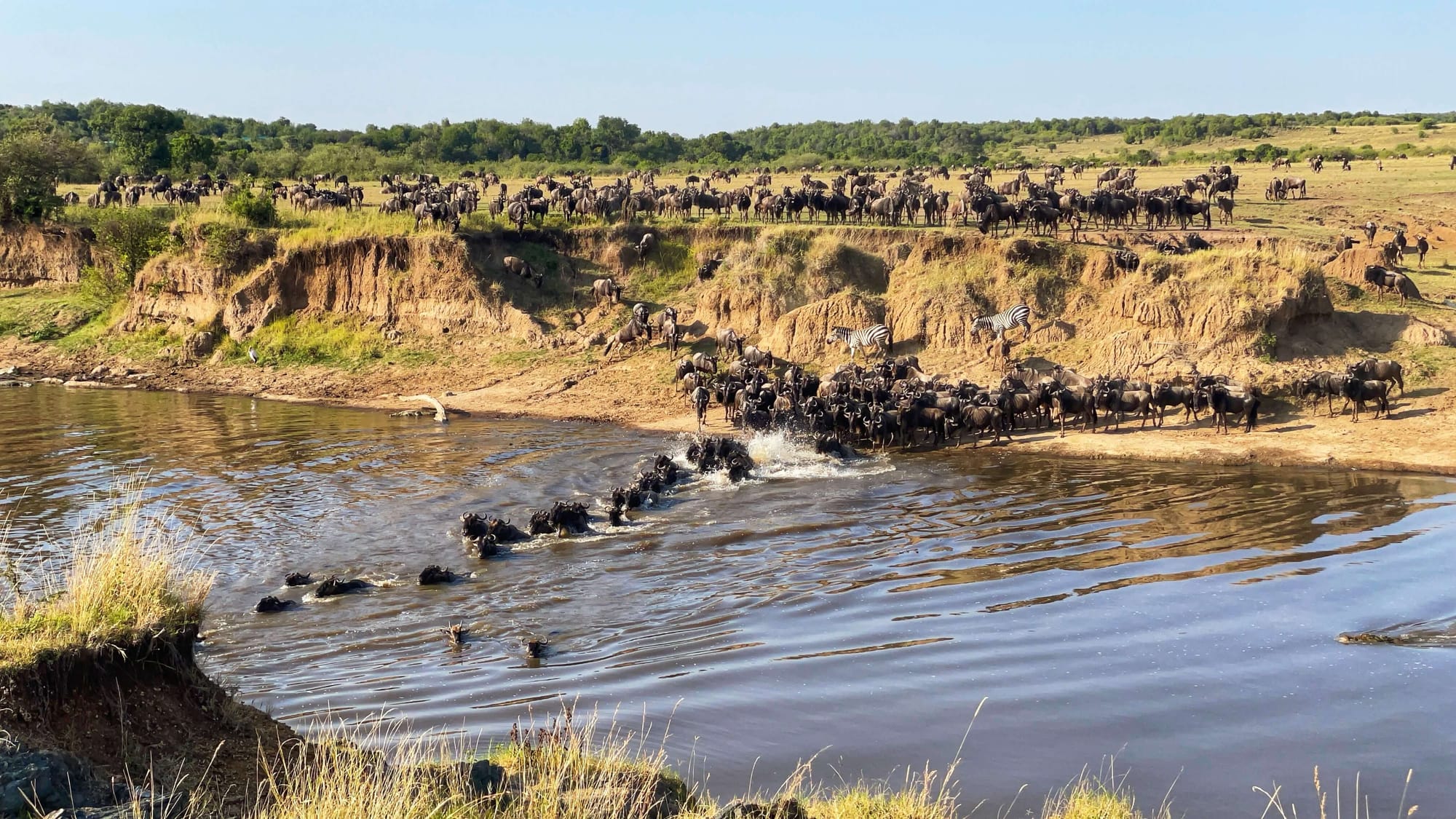 Hundreds of wildebeest and a handful of zebras are gathered along the shore of the Mara River as they cross the water in a single file line.