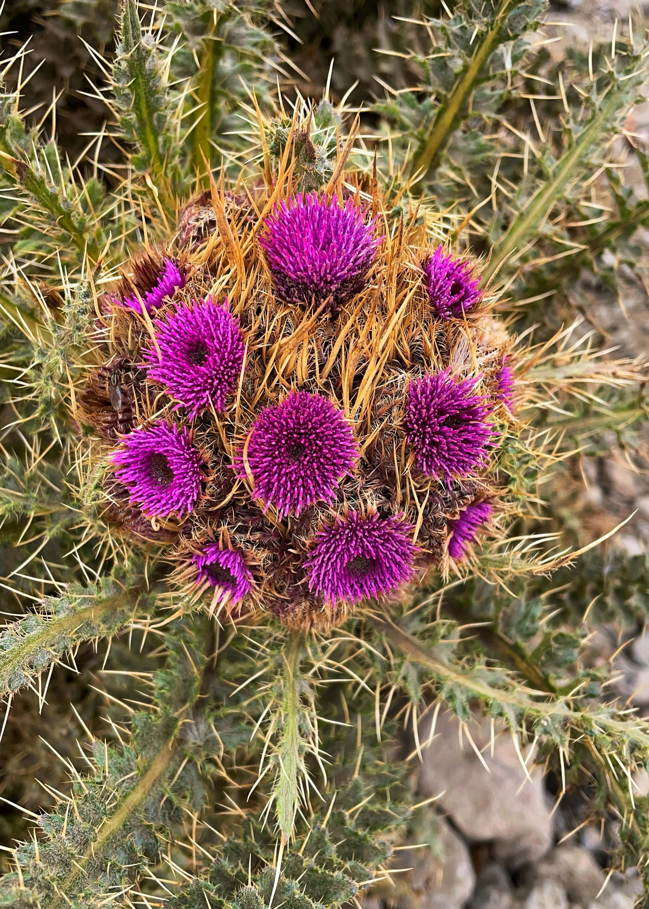 Carduus Keniensis (thistle) common on Kilimanjaro. Colorful purple flowers, and green leaves with thorns.