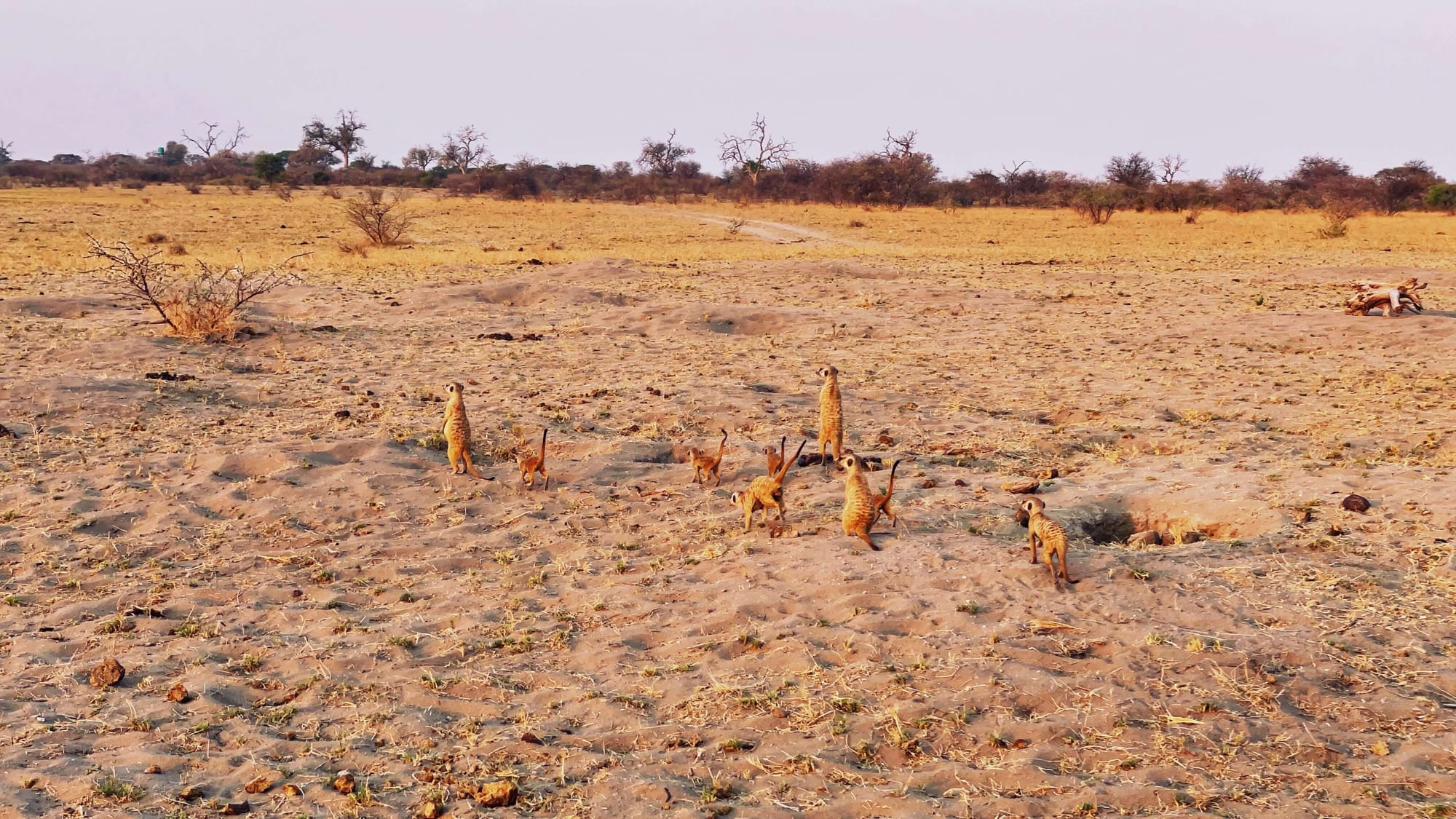 A Night on Botswana's Salt Pans: Meerkats, ATVs, and Stargazing
