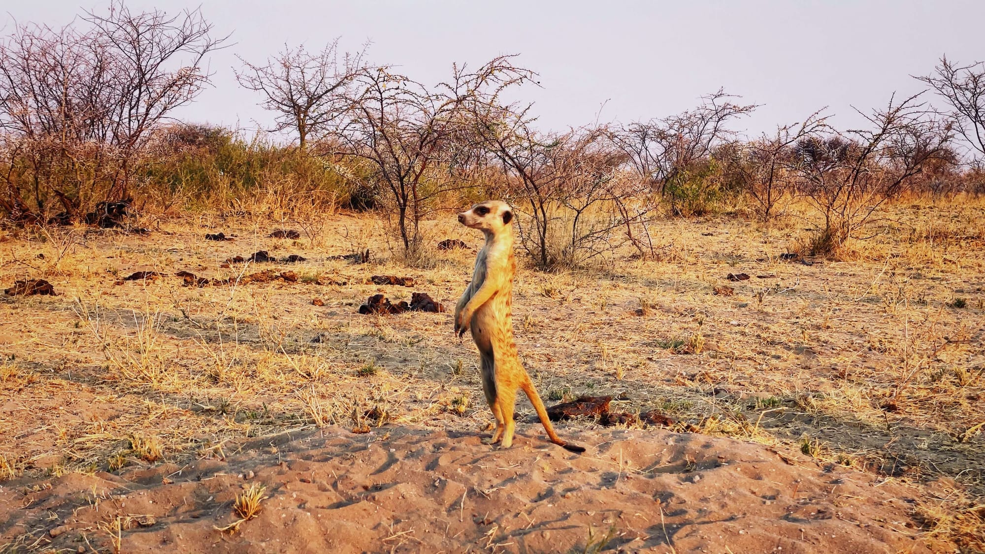 A Night on Botswana's Salt Pans: Meerkats, ATVs, and Stargazing