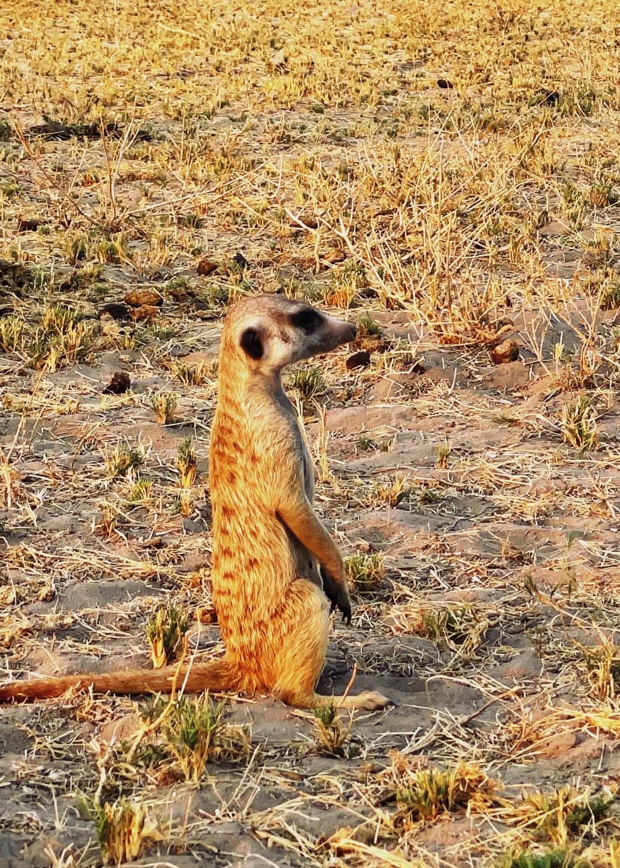 A Night on Botswana's Salt Pans: Meerkats, ATVs, and Stargazing