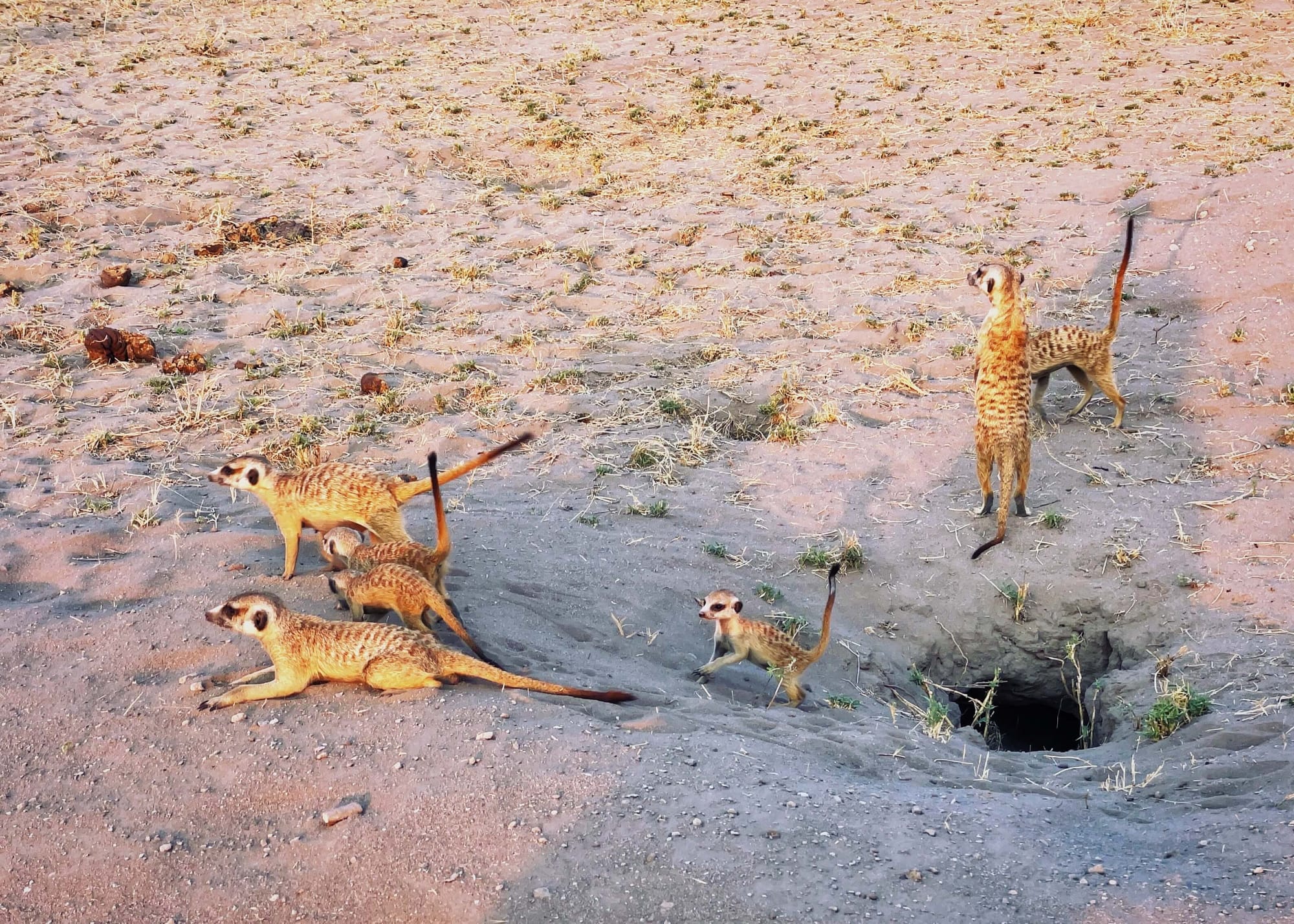 A Night on Botswana's Salt Pans: Meerkats, ATVs, and Stargazing