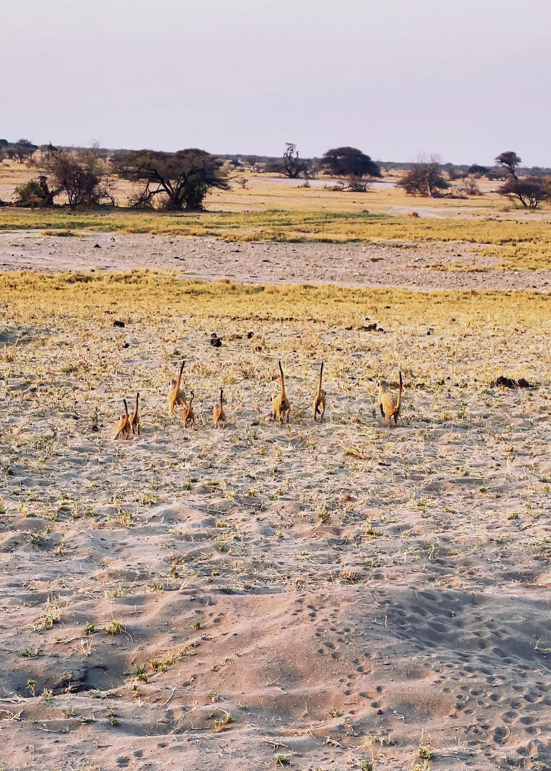 A Night on Botswana's Salt Pans: Meerkats, ATVs, and Stargazing