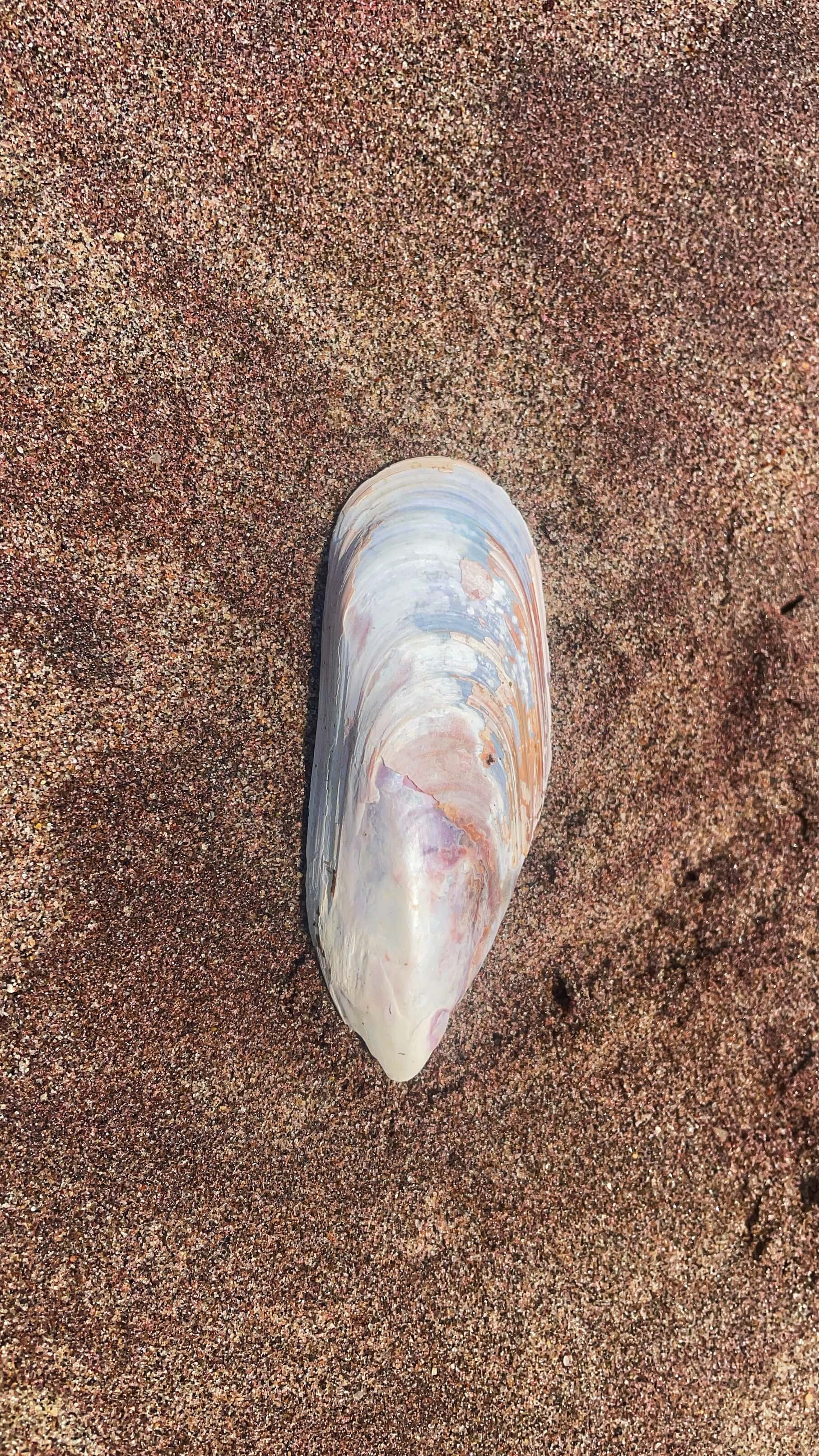 A white, oblong seashell with glints of metallic blue, purple, pink and orange on top of pink-hued sand.