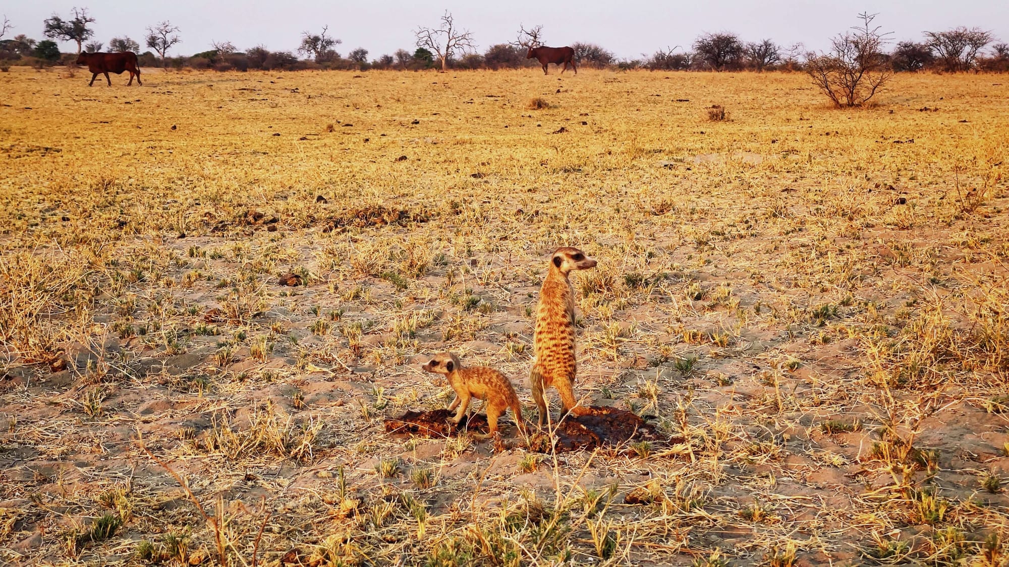 A Night on Botswana's Salt Pans: Meerkats, ATVs, and Stargazing
