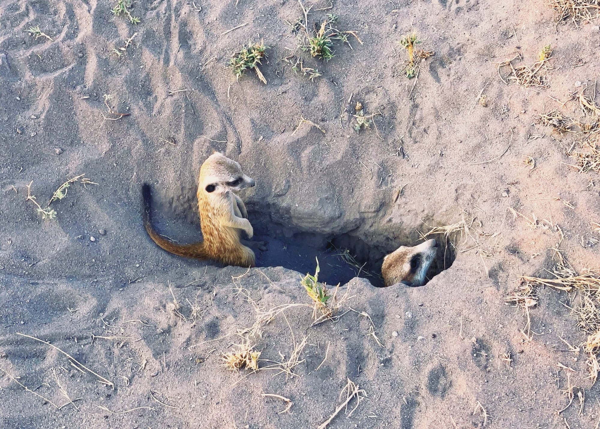 A Night on Botswana's Salt Pans: Meerkats, ATVs, and Stargazing