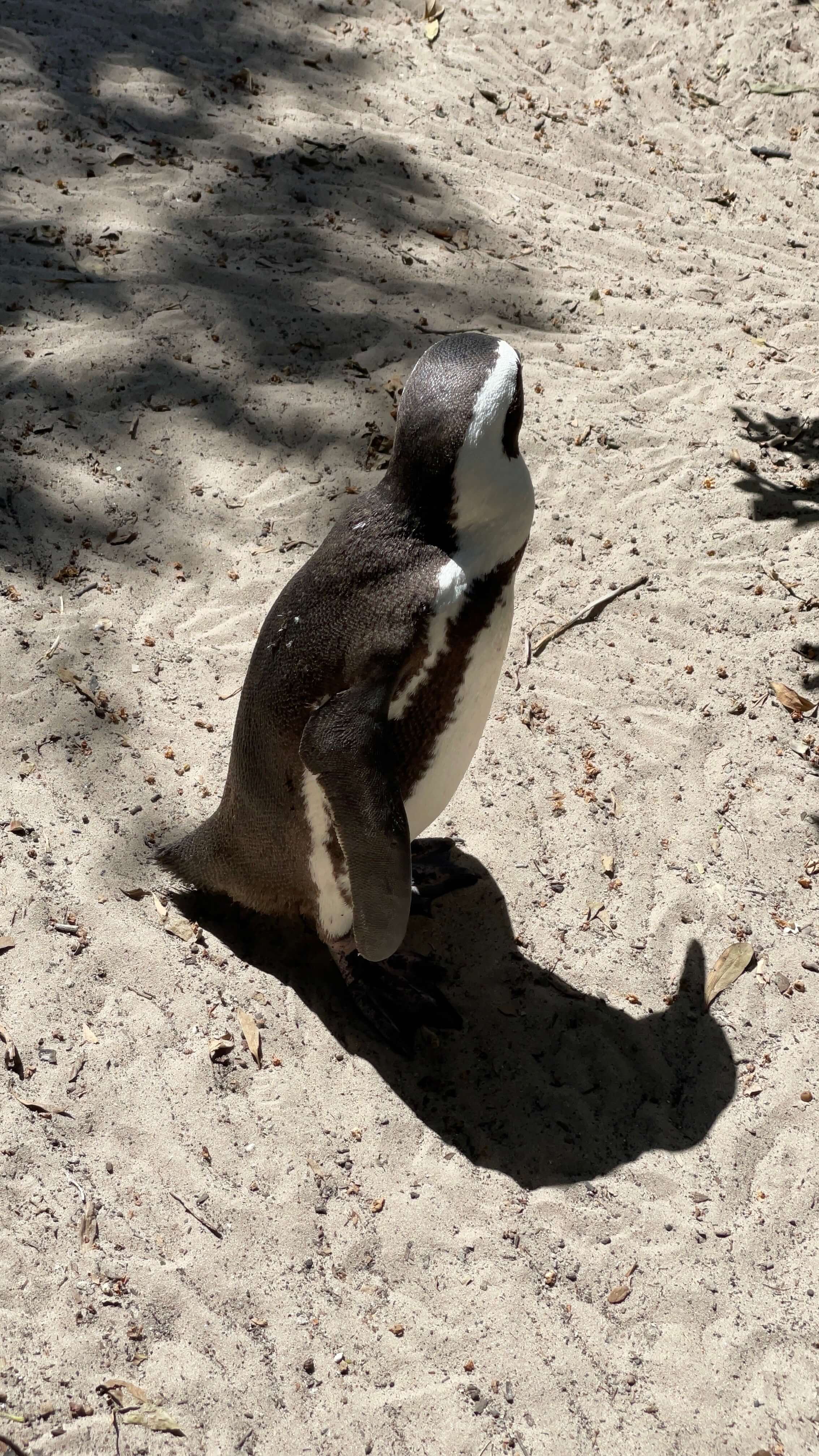 The back of a standing African penguin as it looks away.