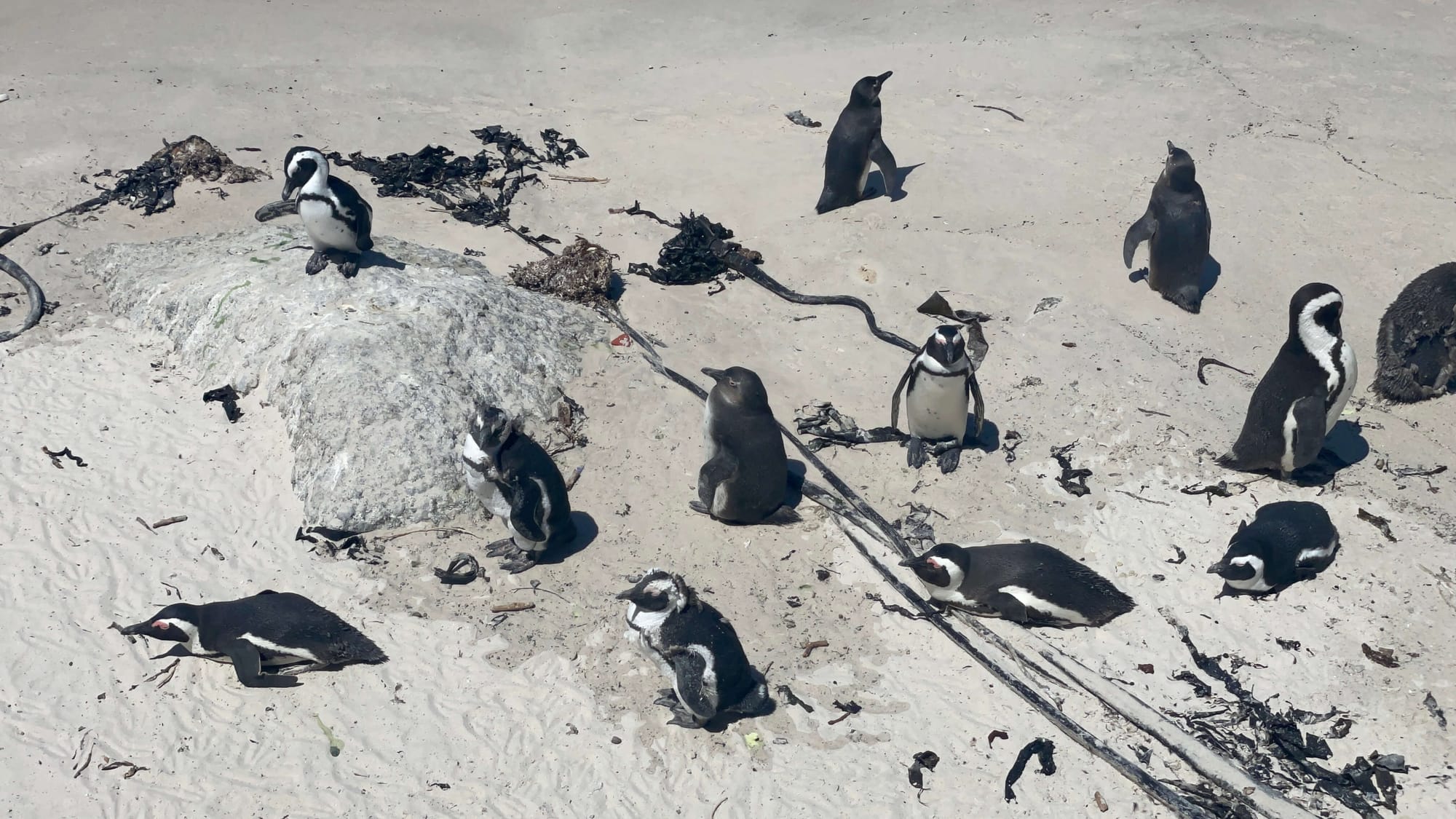 11 African penguins, some standing, some lying down, as they dry off in the sun on the white sand.