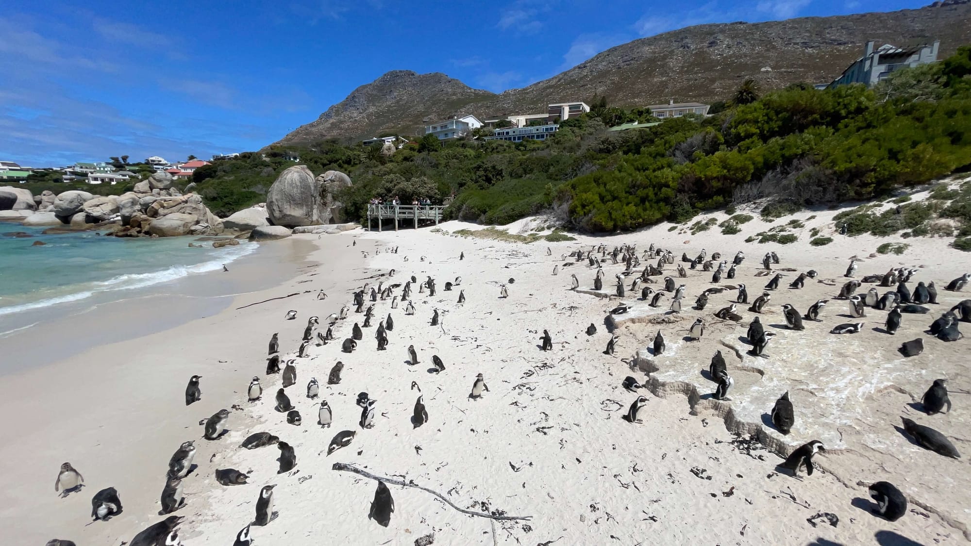 A wide view of the beach and the edge of the ocean, where more than one hundred African penguins sun on the white sand. 