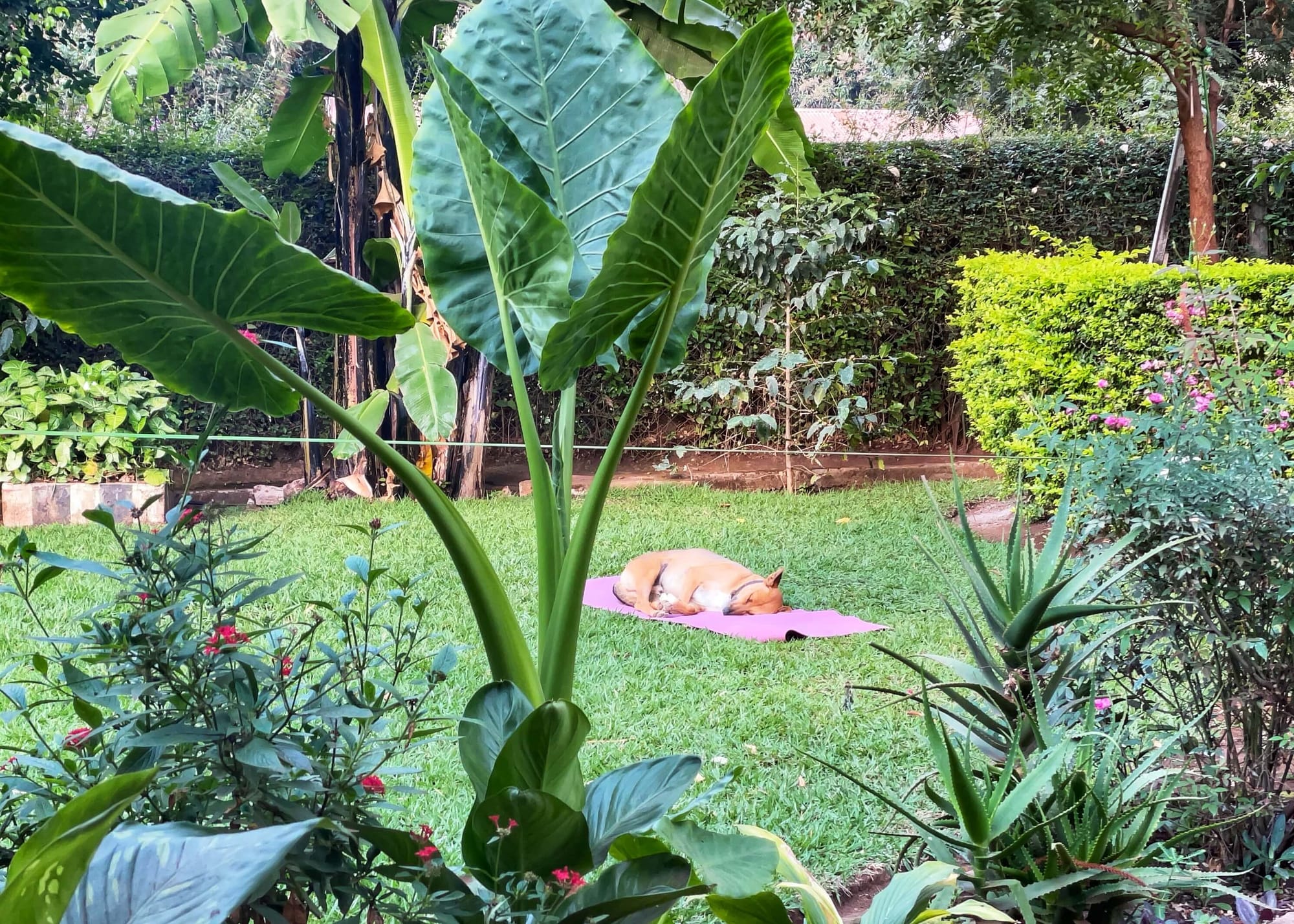 The dog is sleeping on the purple yoga mat on the grass of a well-manicured garden filled with tropical plants.