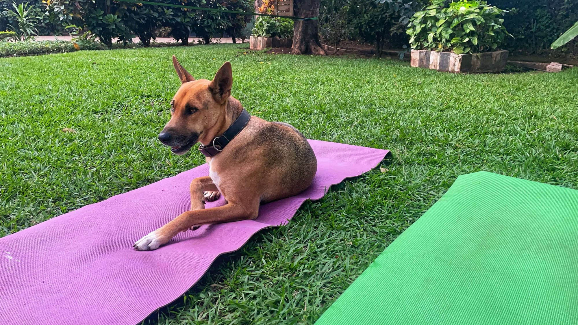 A brown, medium sized dog with pointy ears sits on a purple yoga mat on the grass. A green yoga mat is next to it.