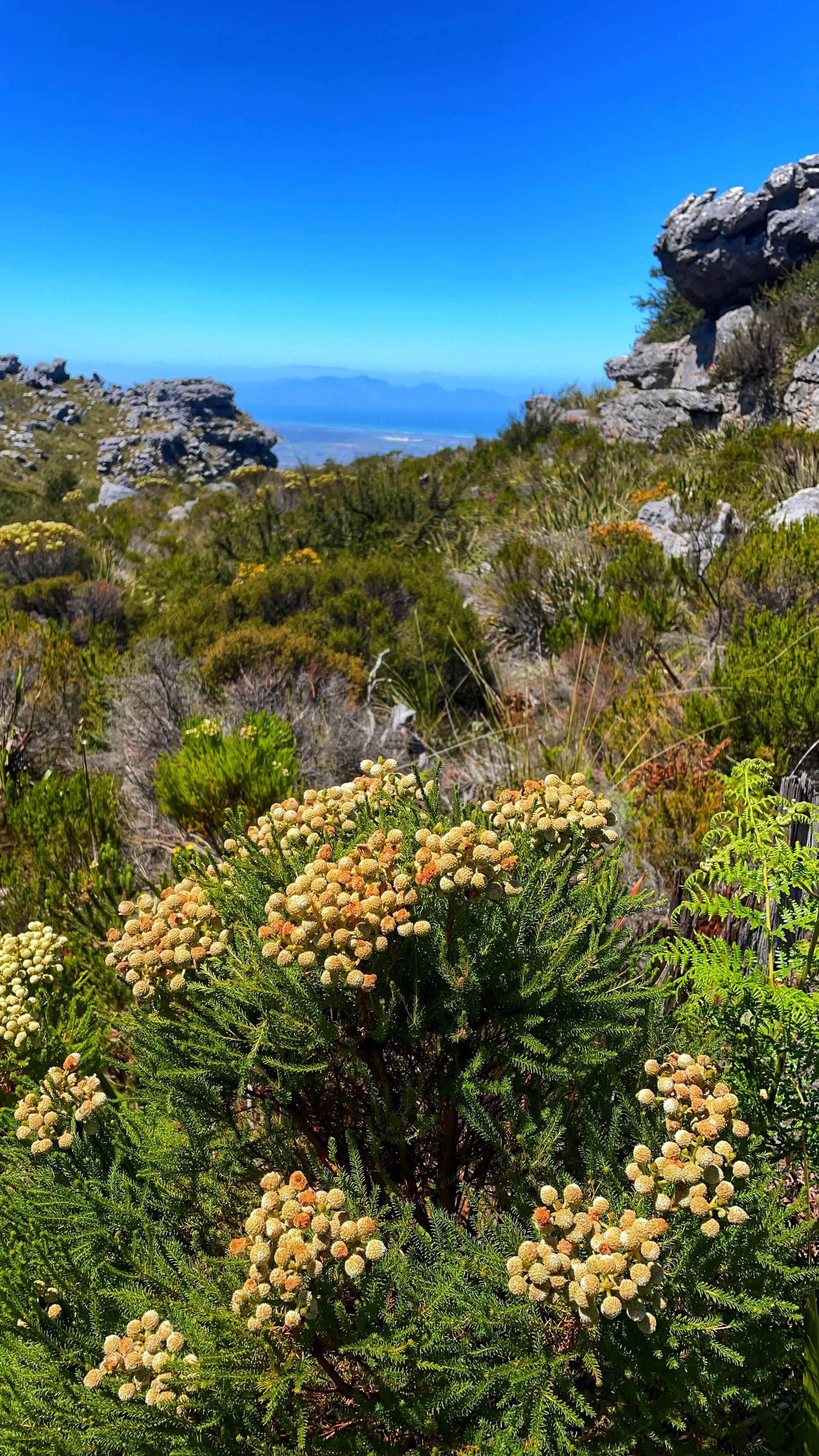 Yellow and orange circular flowers in green bushes with leaves like rosemary.