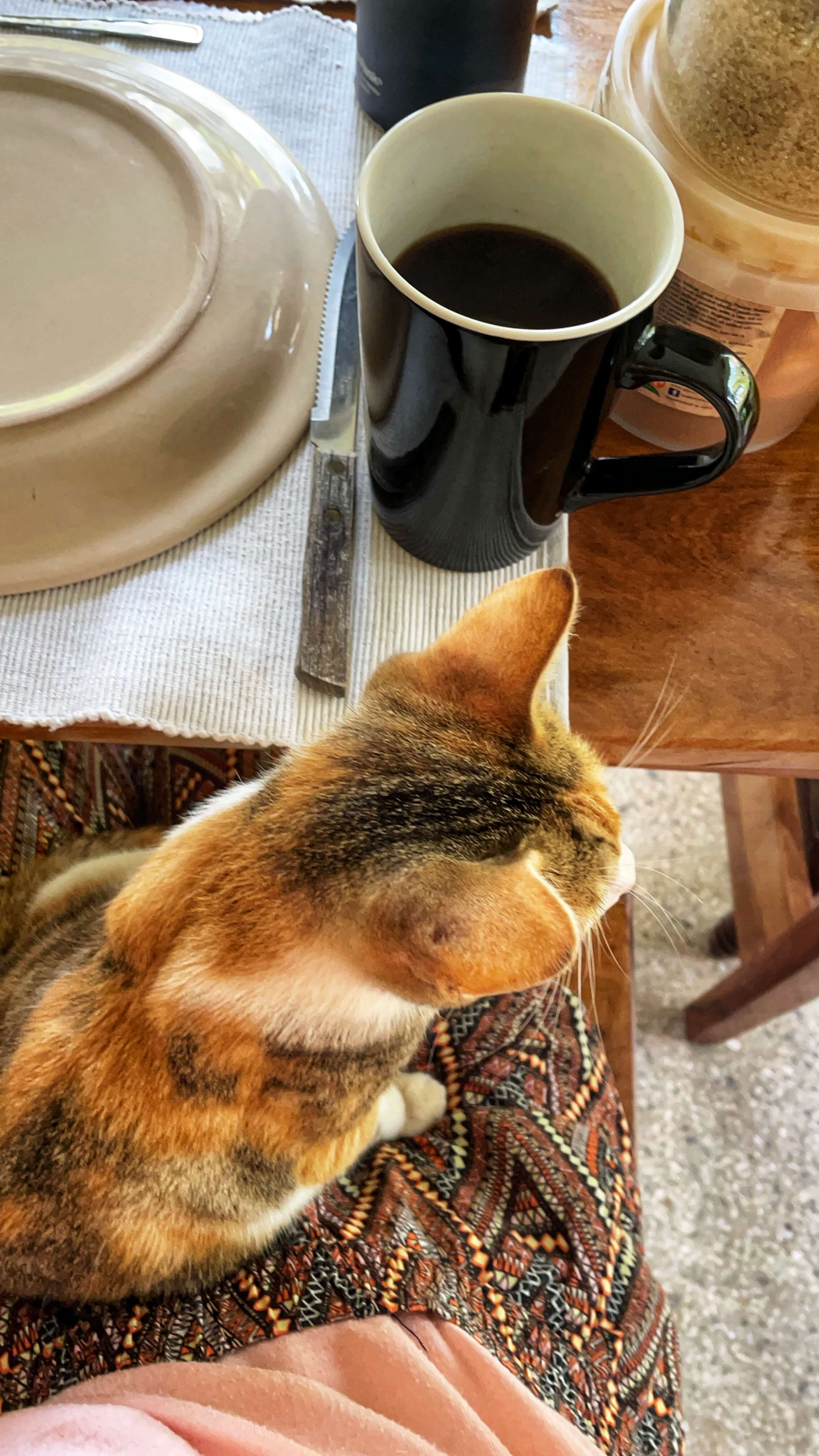 The calico cat and lap are seen from above. On the wooden table is a black mug filled with coffee.