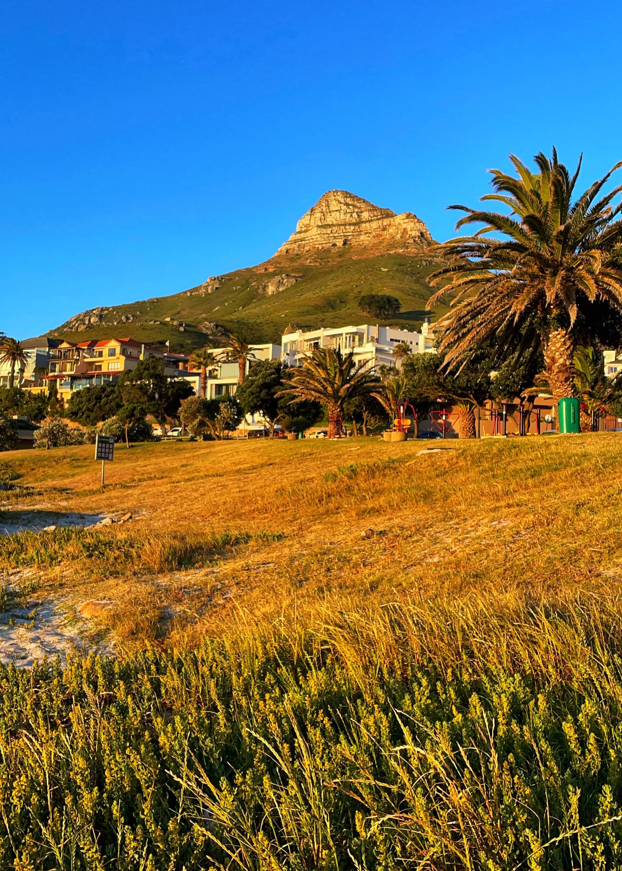 At sunset, yellowed grasses glow golden. Palm trees and apartment buildings line the edge of the grasses. A triangle-shaped peak rises up above. 