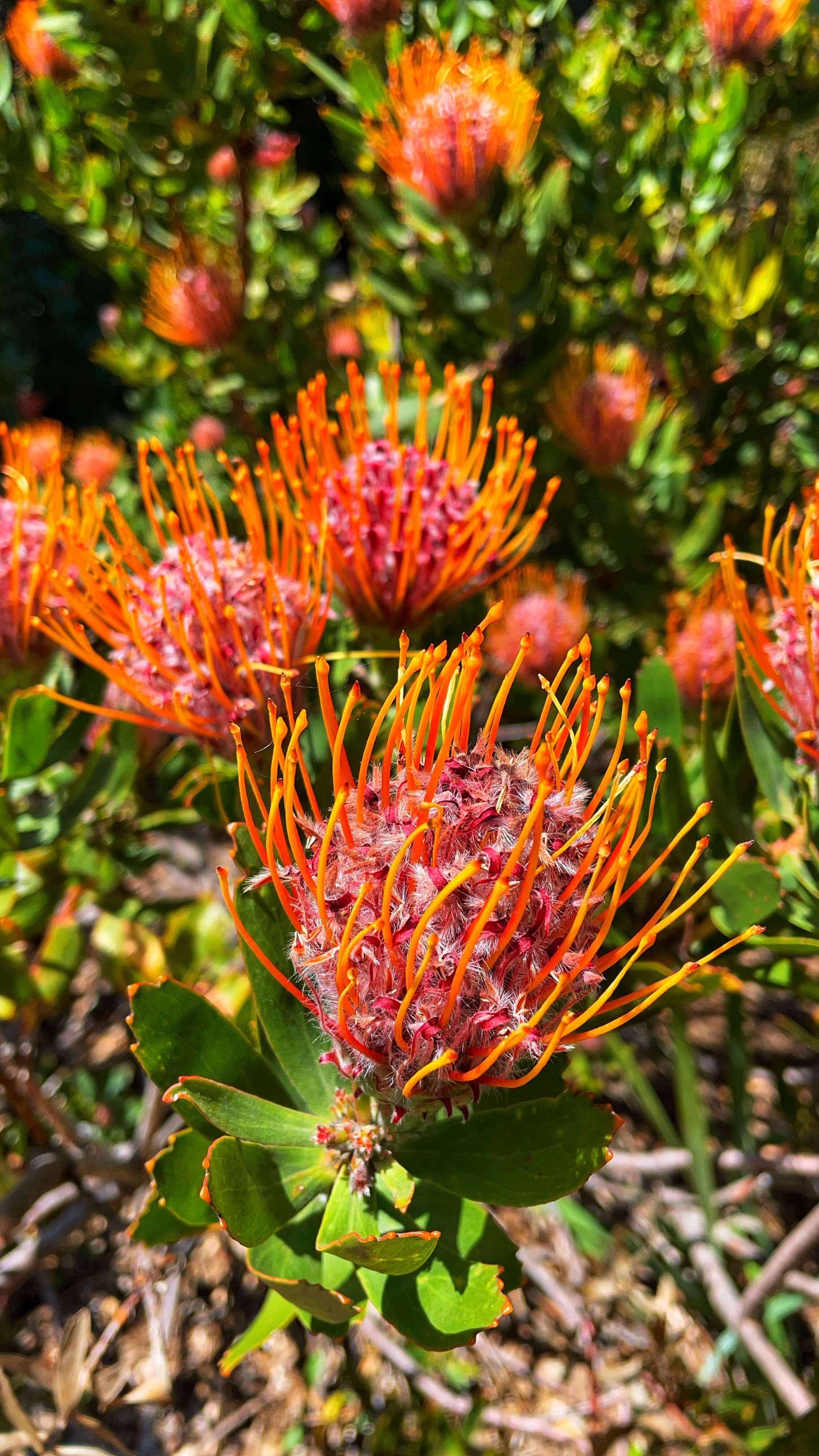 A pink and white flower that resembles a ball of cotton, with pink and orange spines sticking up out of it.
