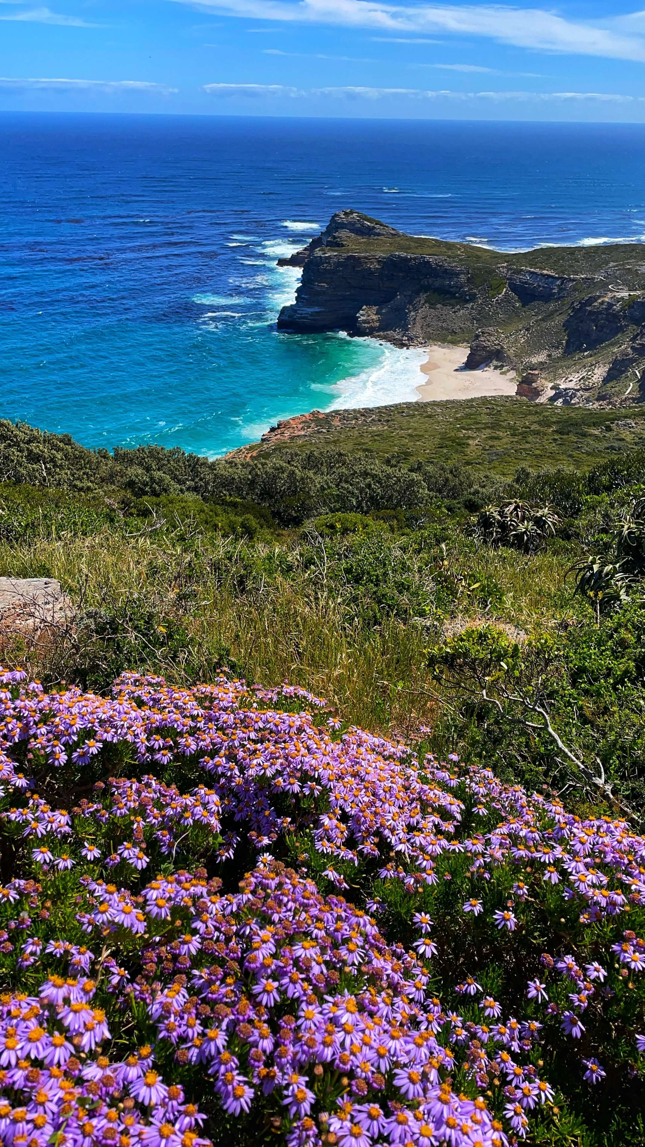 Flowers that look like purple daisies with yellow centers in the foreground, with a cream sandy beach, clear blue water, and rocky cliffs forming a peninsula down below in the background.
