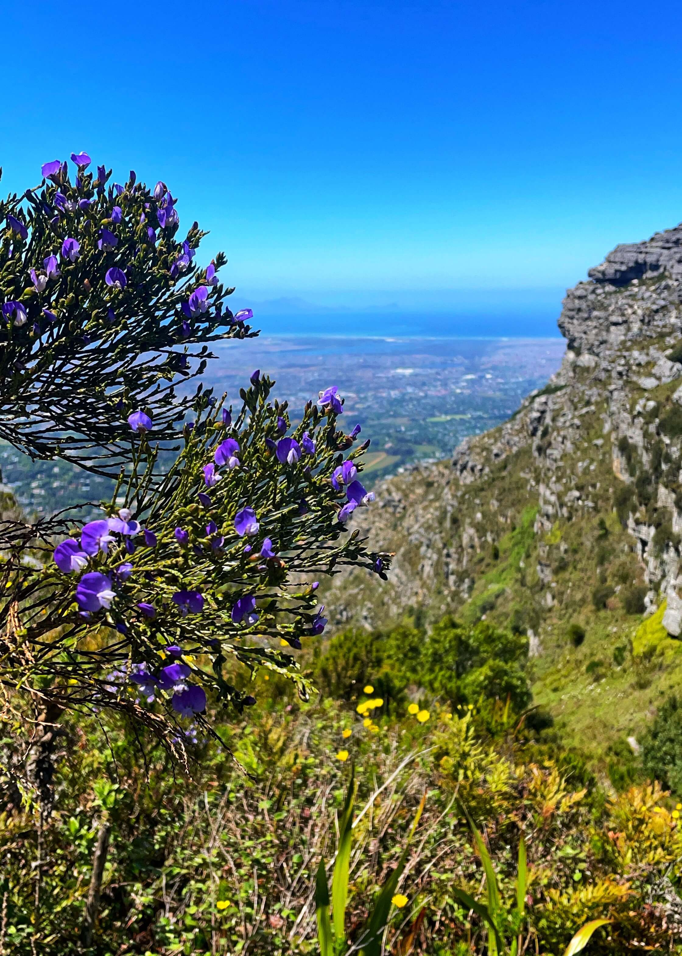 Purple flowers in the foreground, with a view of a town far down below.
