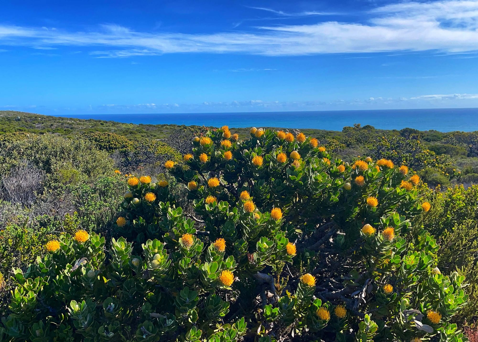 Yellow flowers with spikes on a tall bush stick out of the green, wild landscape. The ocean can be seen in the background.