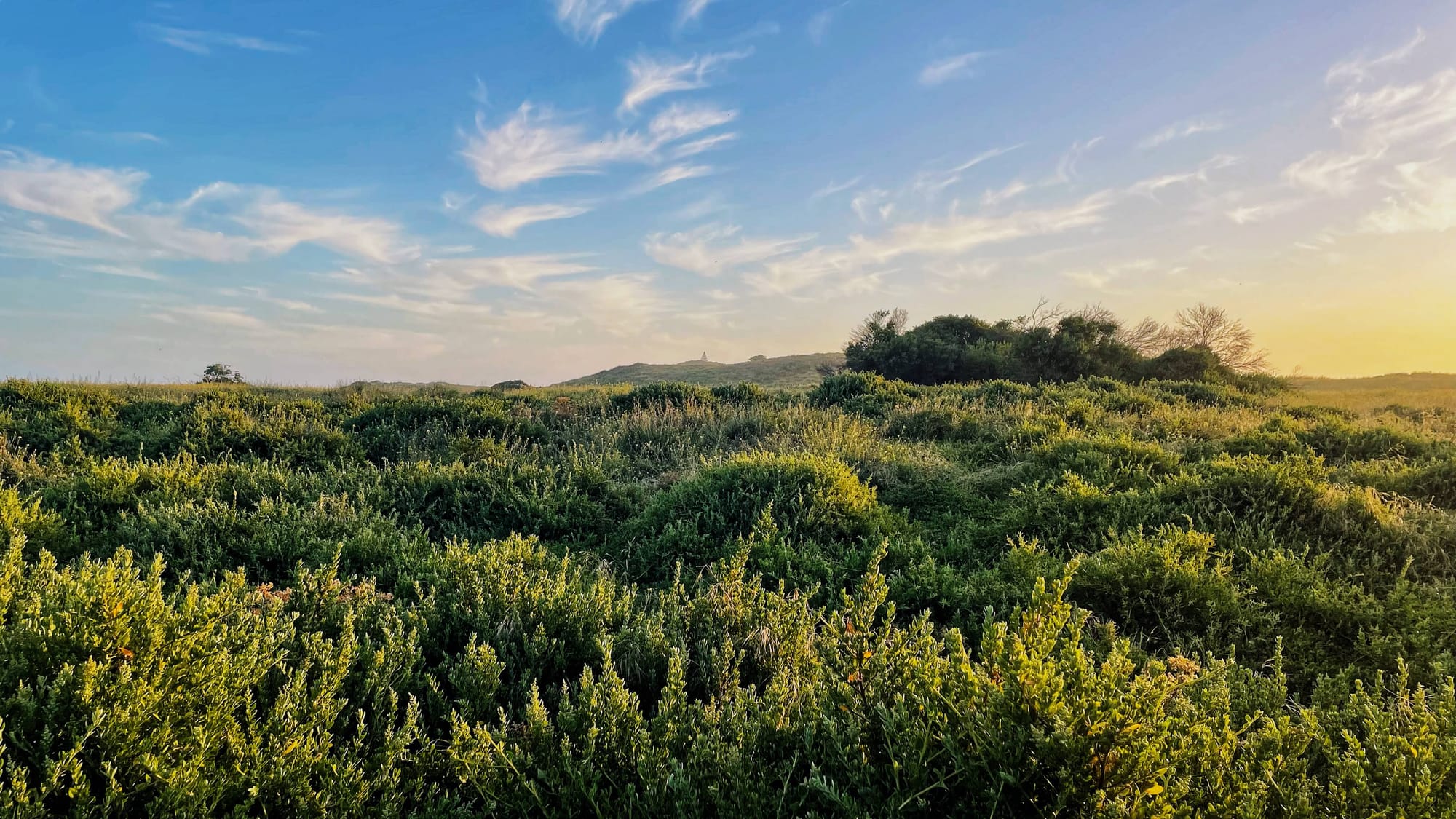 Green brush as far as the eye can see, with golden hue cast over it, at sunset.