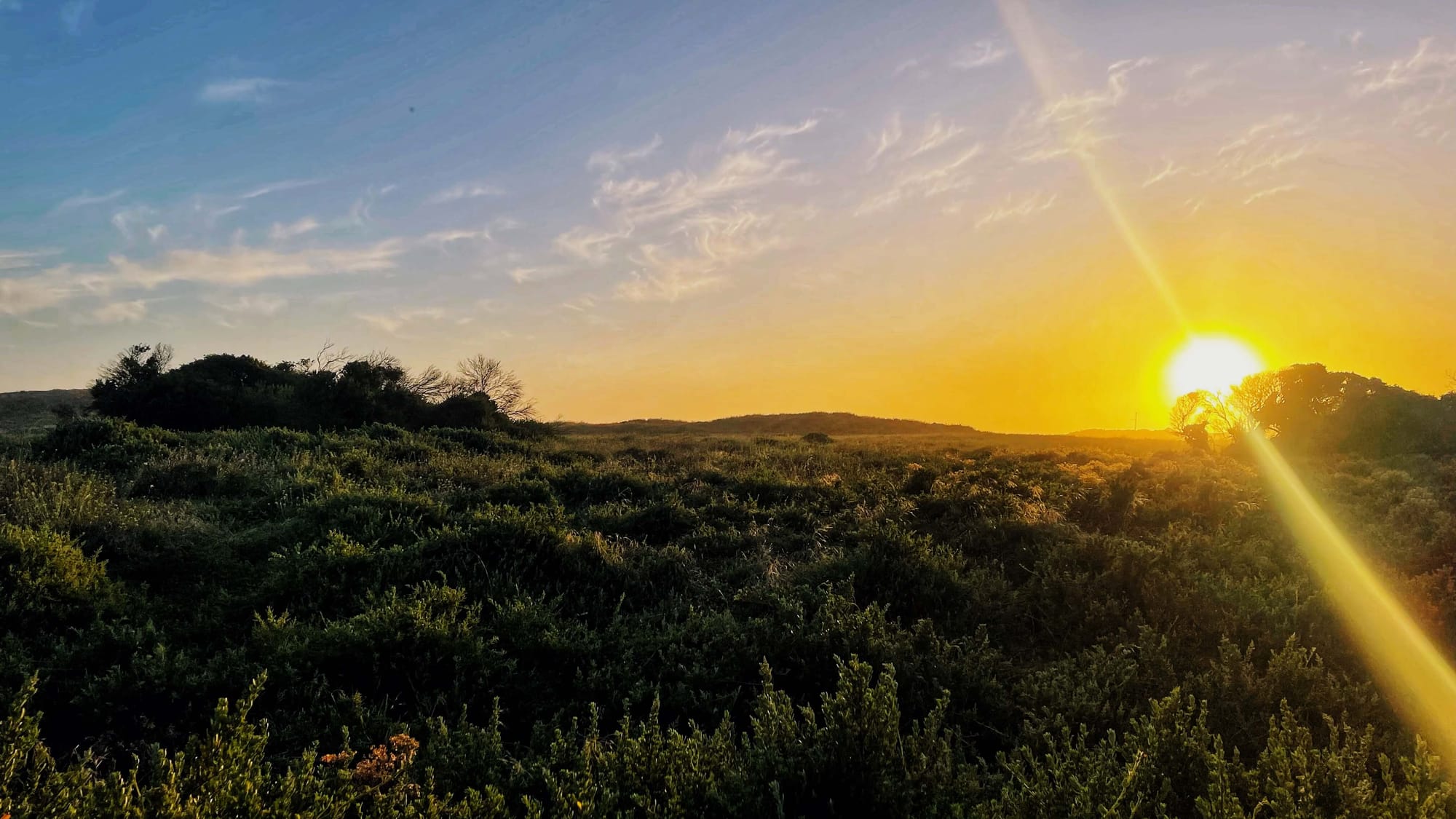 A yellow sun sets over the horizon of a low landscape filled with green brush.