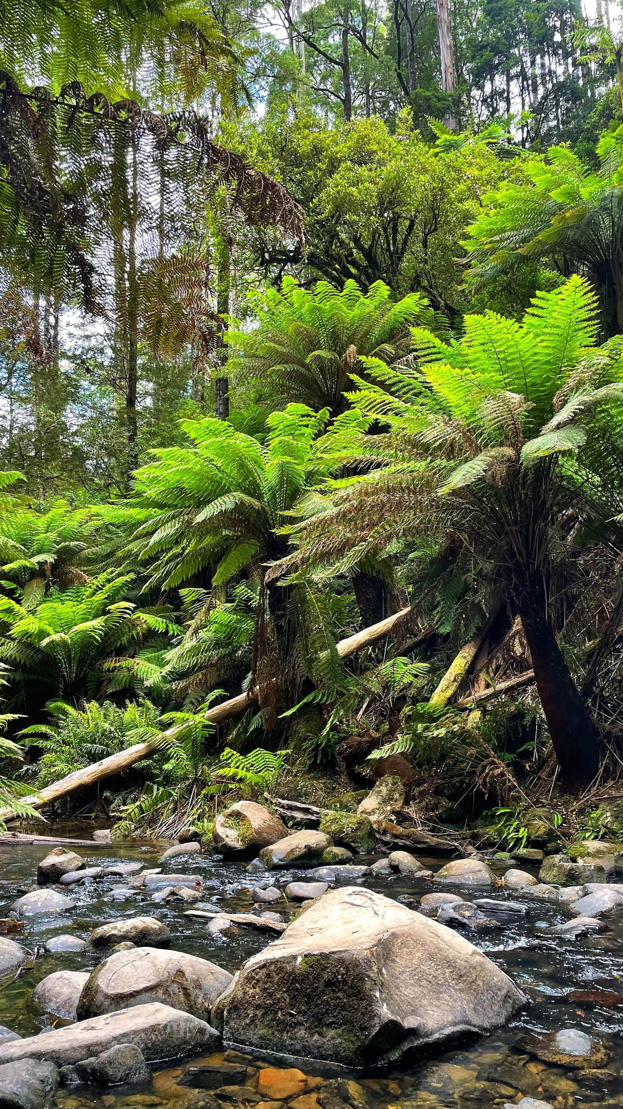 Vibrant green palms along the rainforest floor, as a rocky stream passes through.
