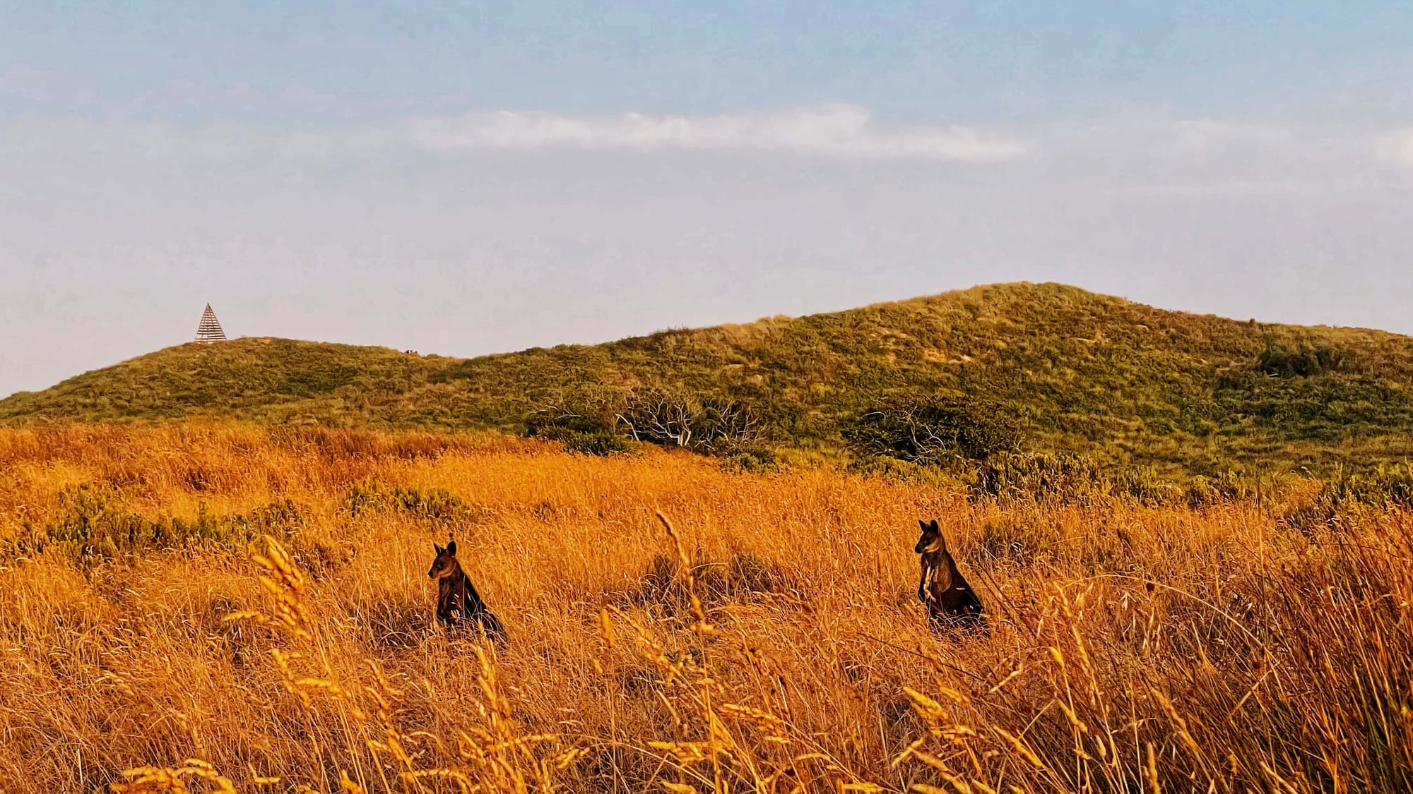 Two wallabies in orange grasses at sunset, with small hills in the background.