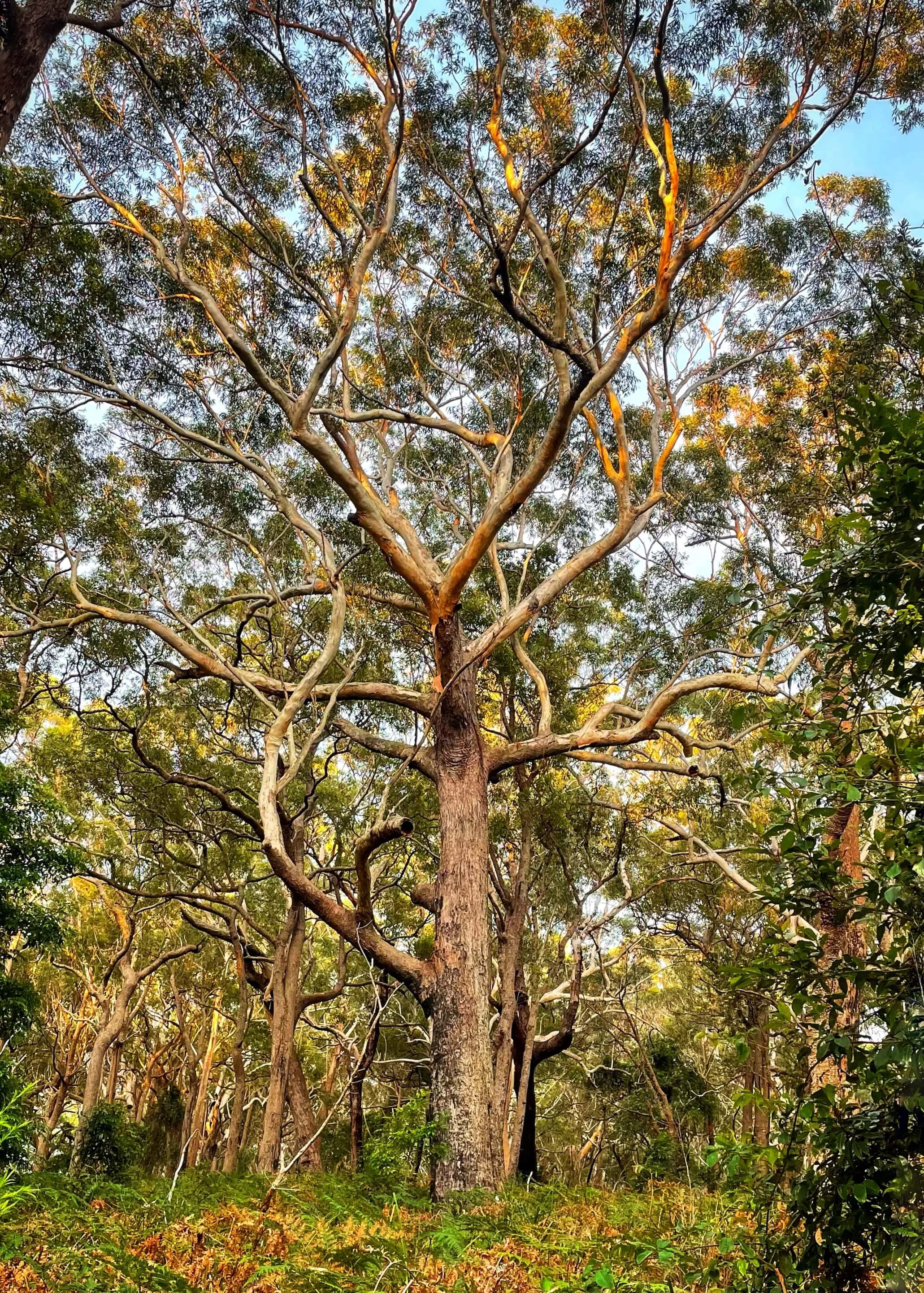 The yellow light of sunset filters through the tops of the trees to illuminate a gumtree in patches.