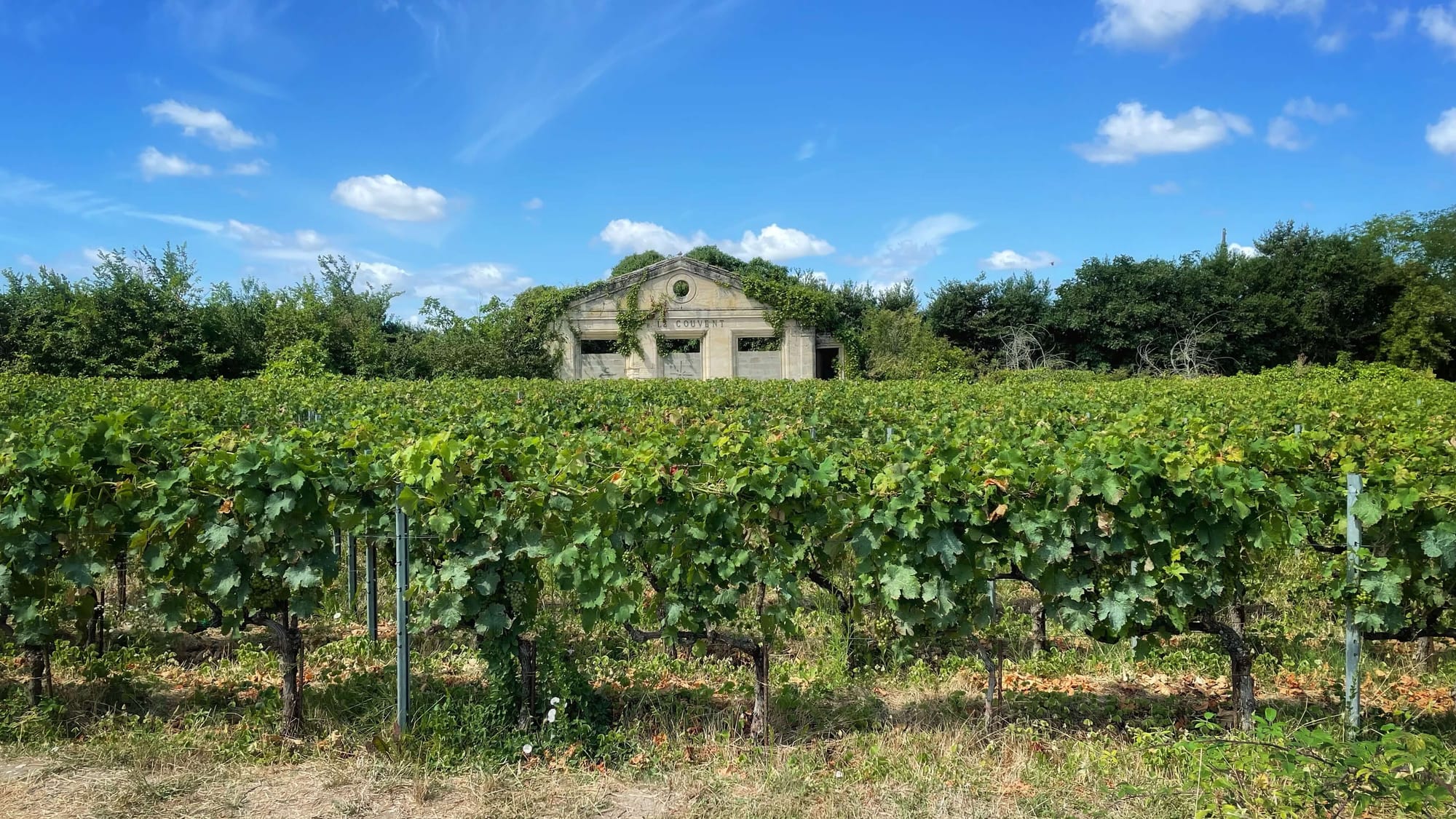 A lush, green vineyard with a building in the background, surrounded by tall trees, on a sunny, clear blue day.
