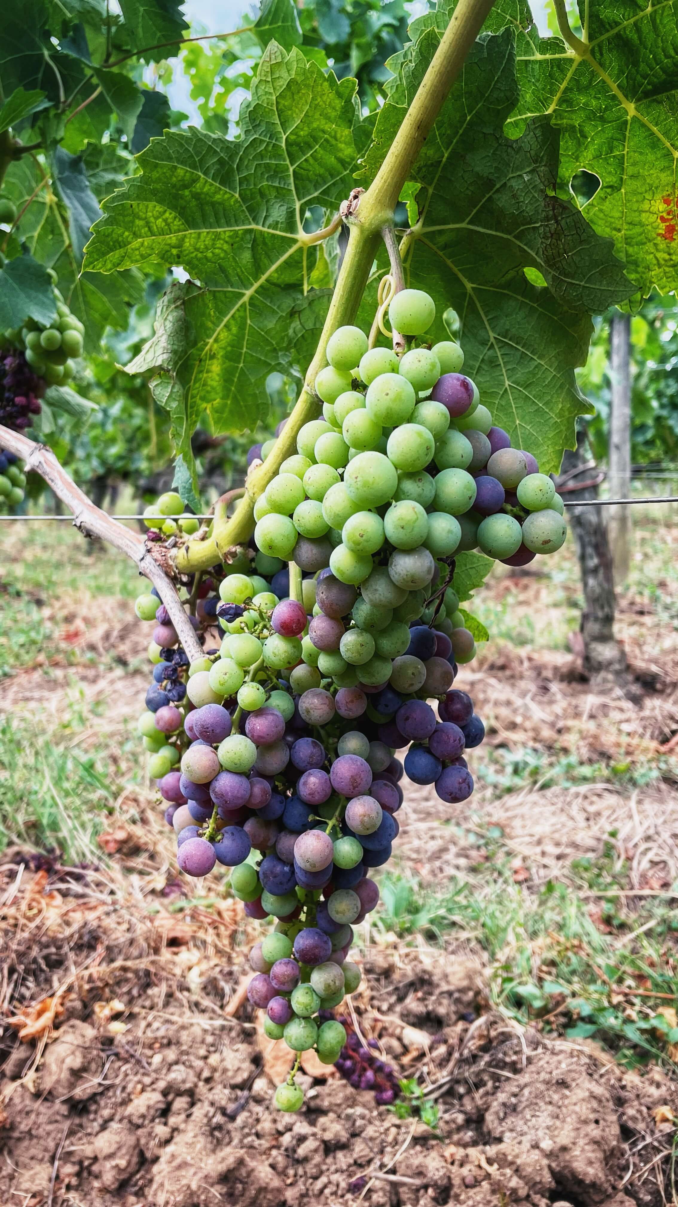 A close up of a full bunch of green and purple wine grapes hanging on a vine.