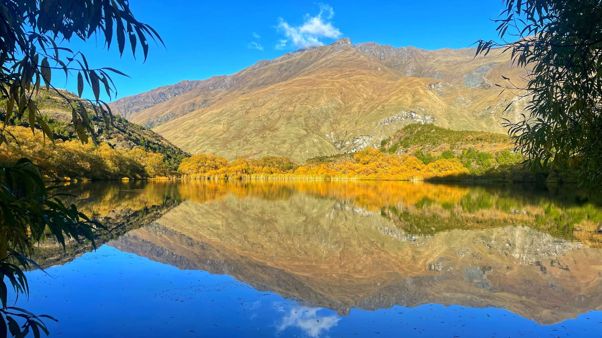 A yellowy mountain with yellow fall leaves reflecting in a clear blue lake under a clear blue sky.