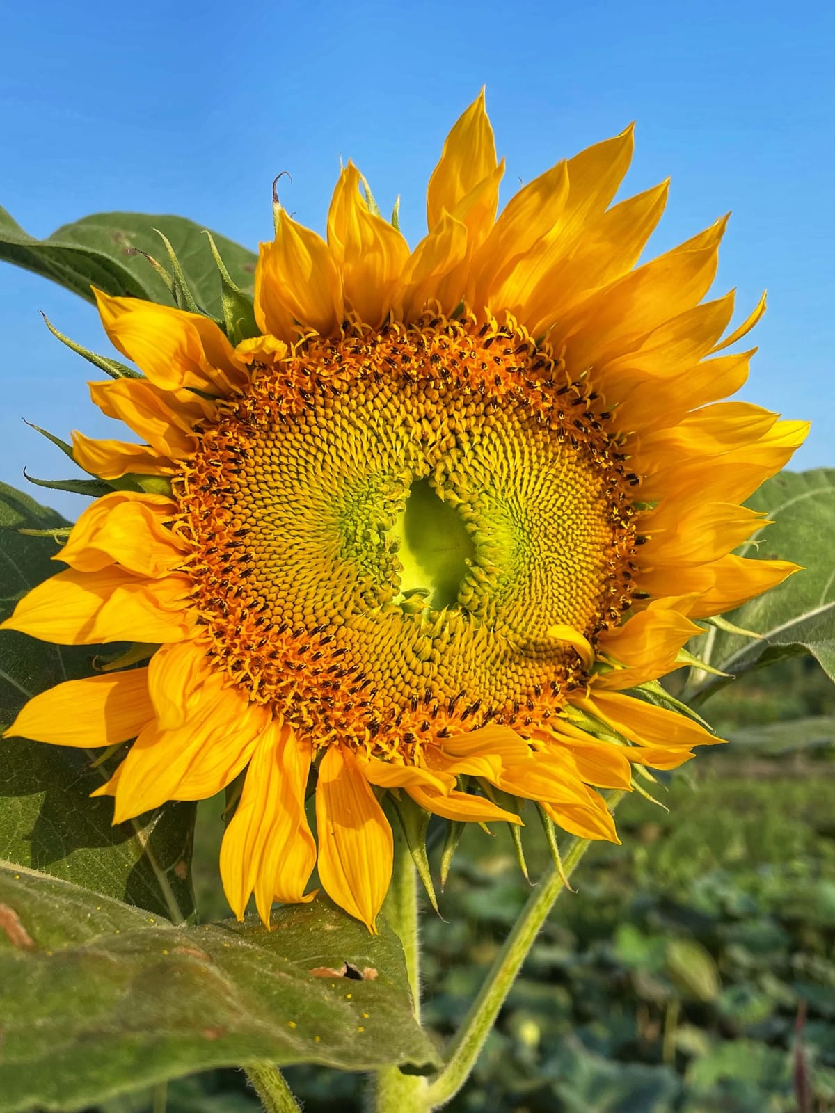 A close-up of a big, yellow sunflower in a green field on a clear, blue day.