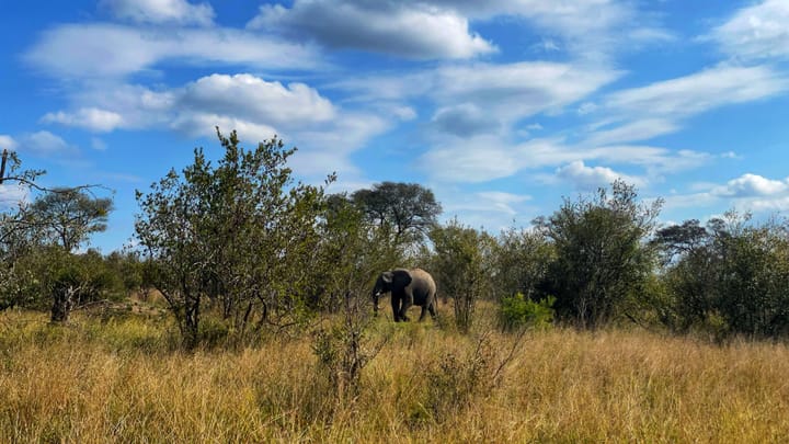 An elephant walks through green bushes and yellow grassland under a blue sky with white clouds.