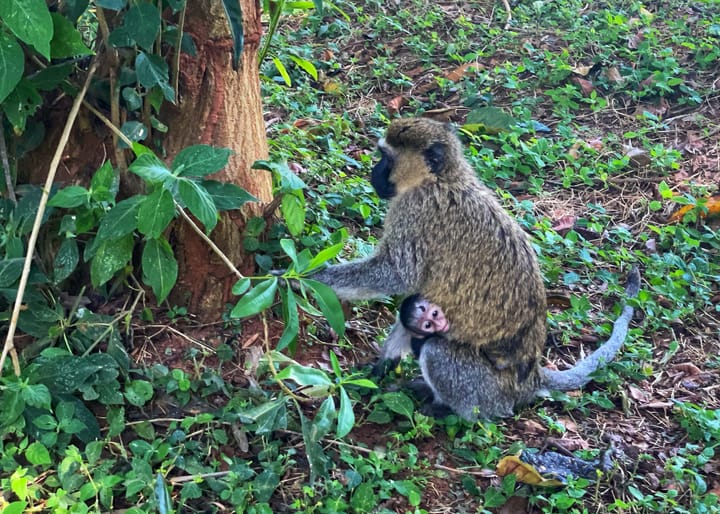 The face of a baby monkey peeks out from underneath its mother's stomach, where it is holding on as she is about to ascend a tree.