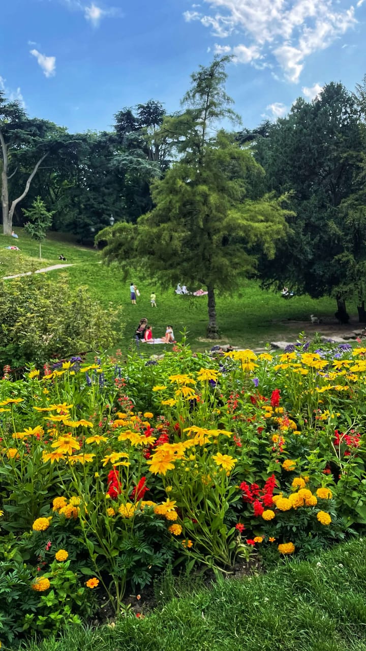 In a public park, purple, red and yellow flowers bloom in the foreground, while people sit on picnic blankets under trees in the distance.