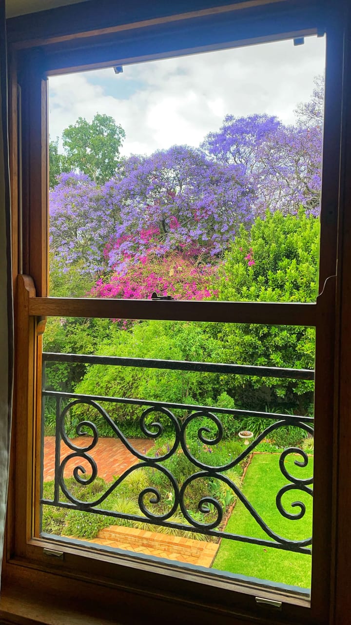 Purple and pink spring blossoms on trees out of a window with a wrought iron gate in front of it.