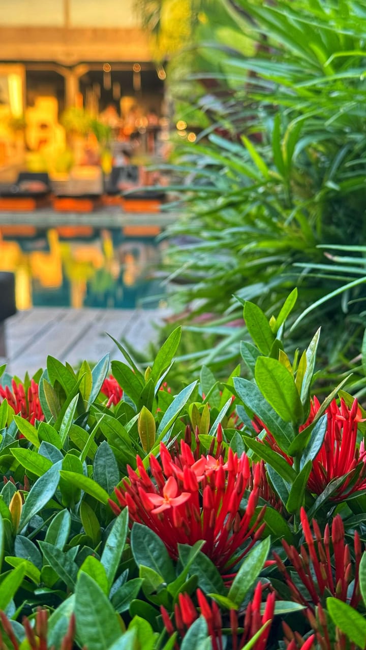 Bright red jungle geraniums burst out of green leaves in a Bali backyard with a pool in the soft background.