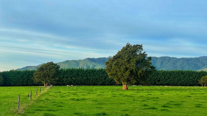 A large grassy paddock with a tree like a cotton ball sits in the foreground of a hilly landscape in New Zealand.